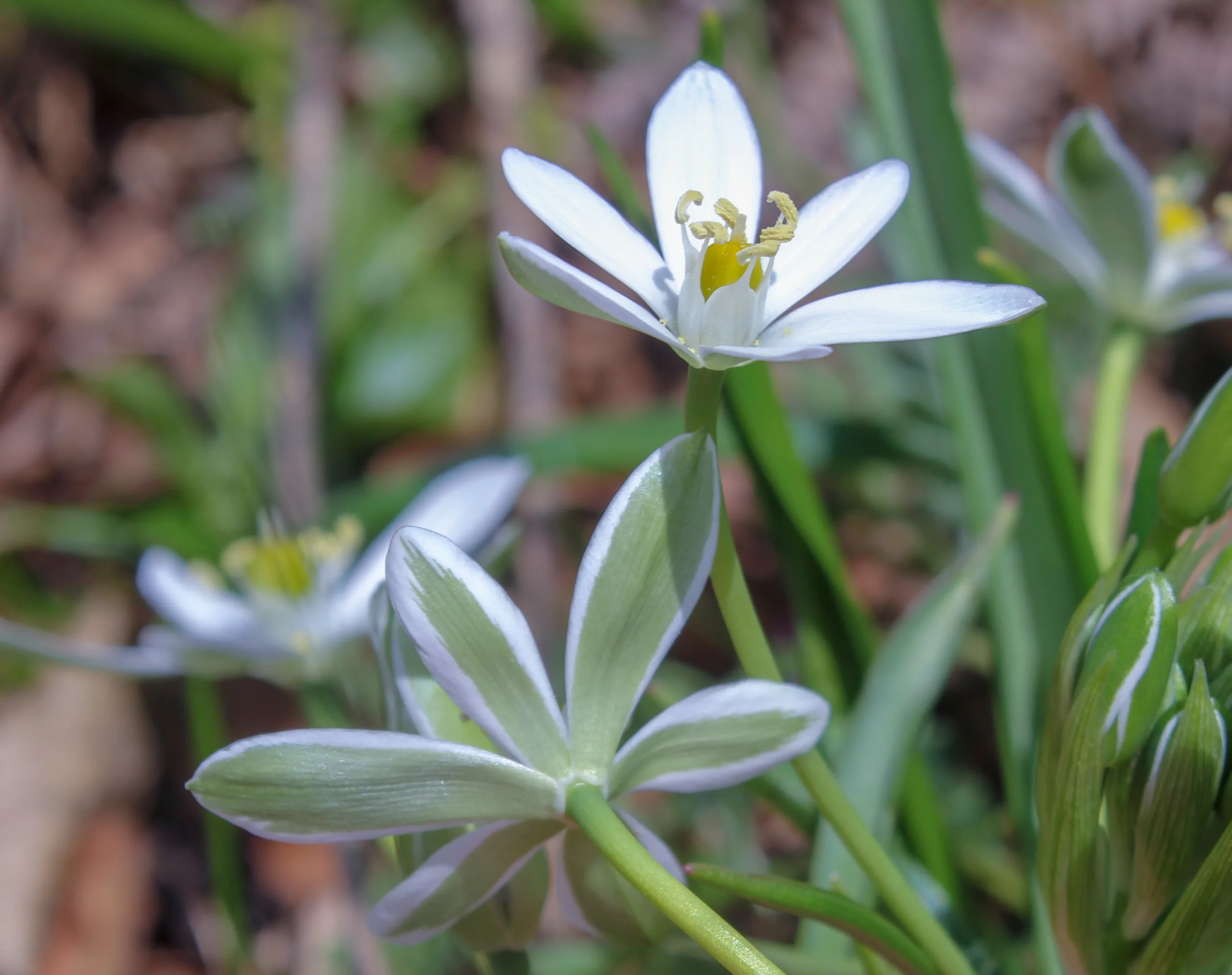 Ornithogalum oligophyllum
