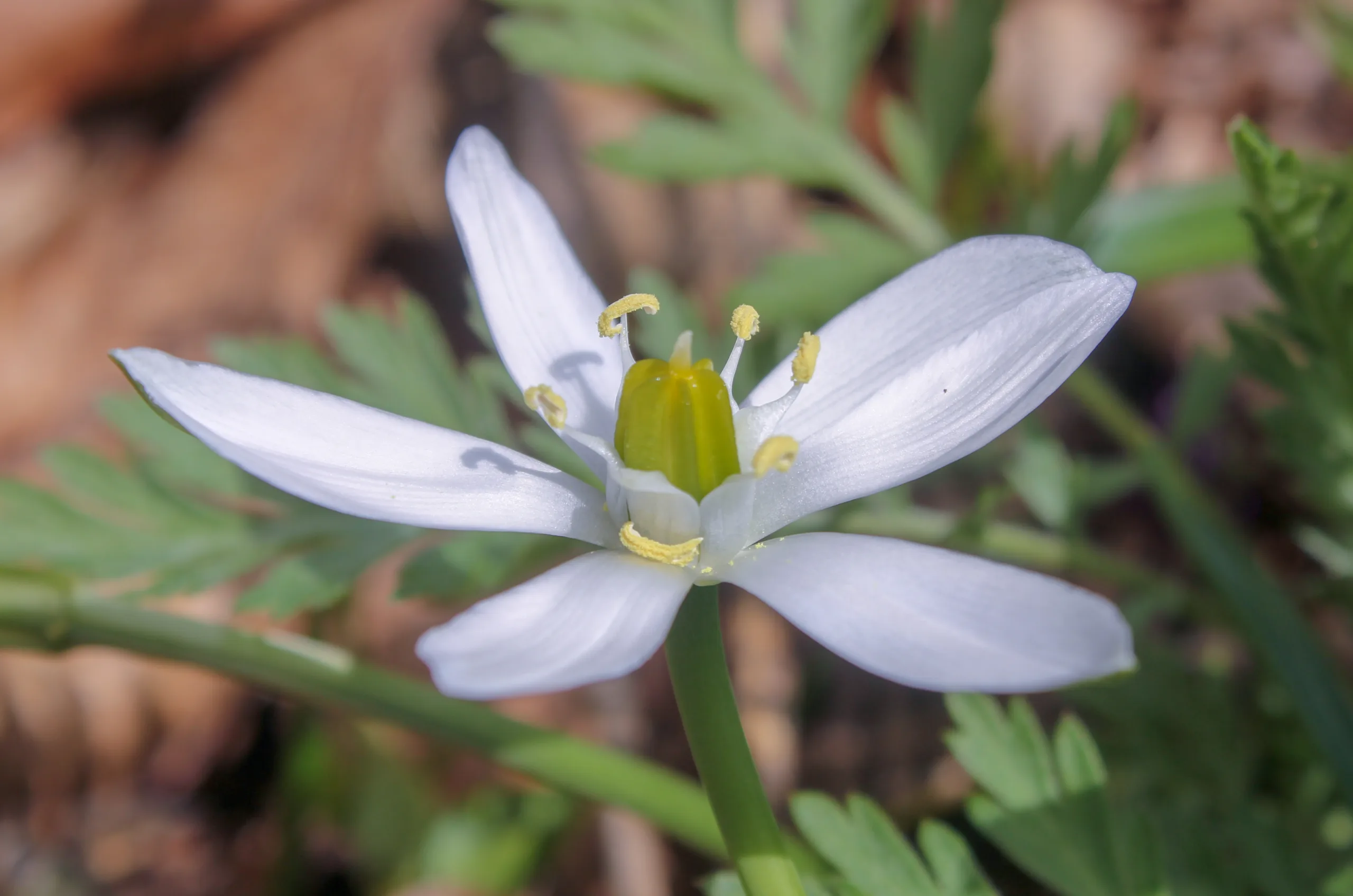 Ornithogalum oligophyllum