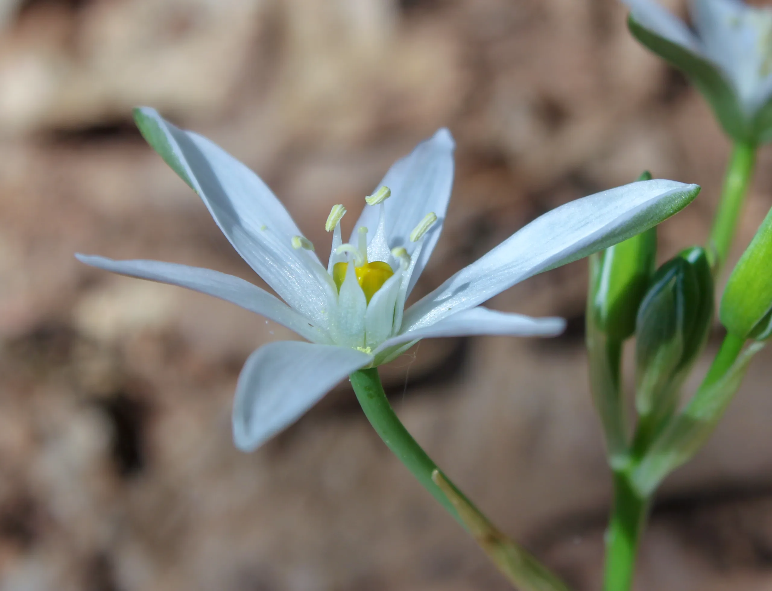 Ornithogalum oligophyllum