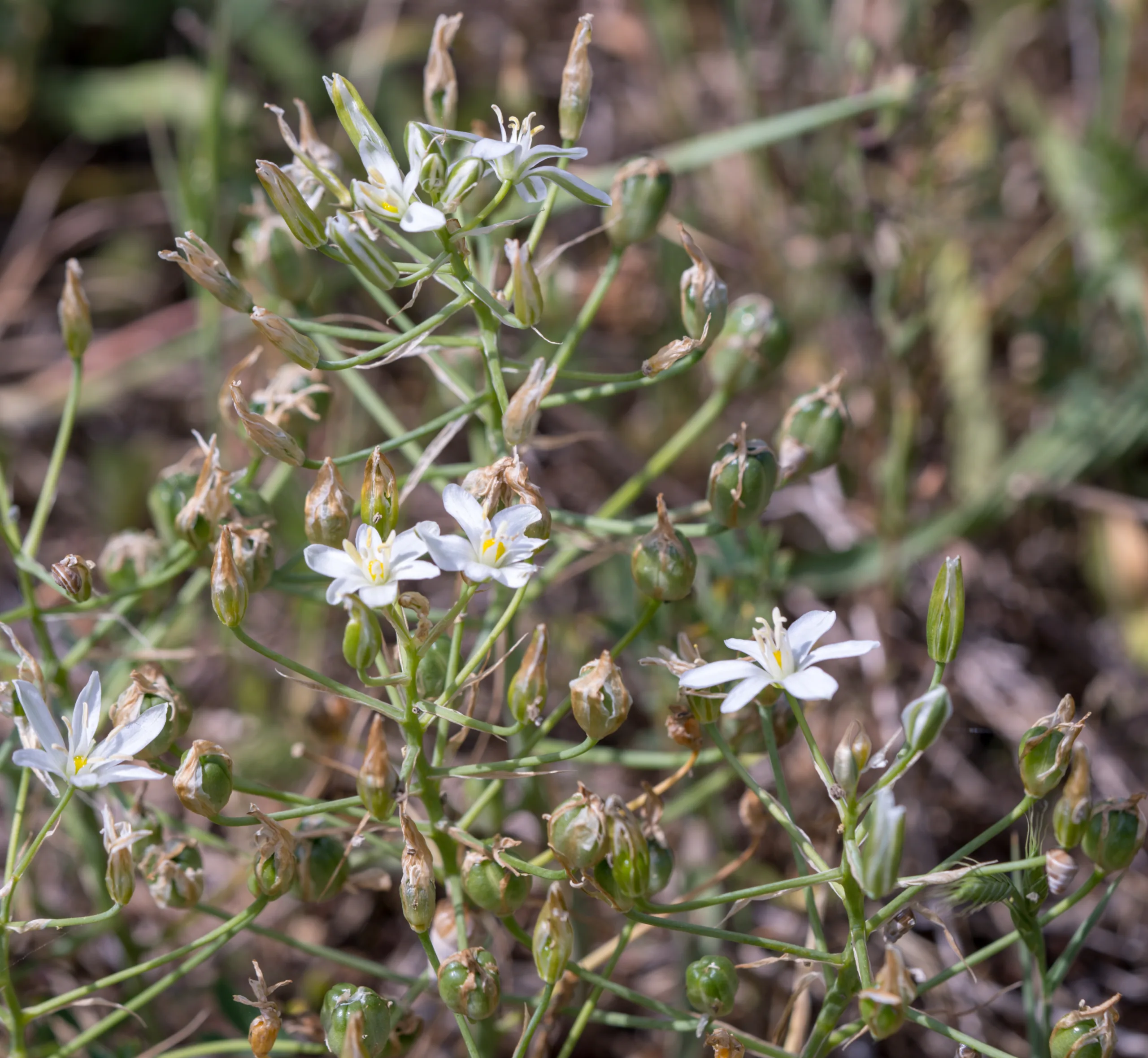 Ornithogalum orthophyllum