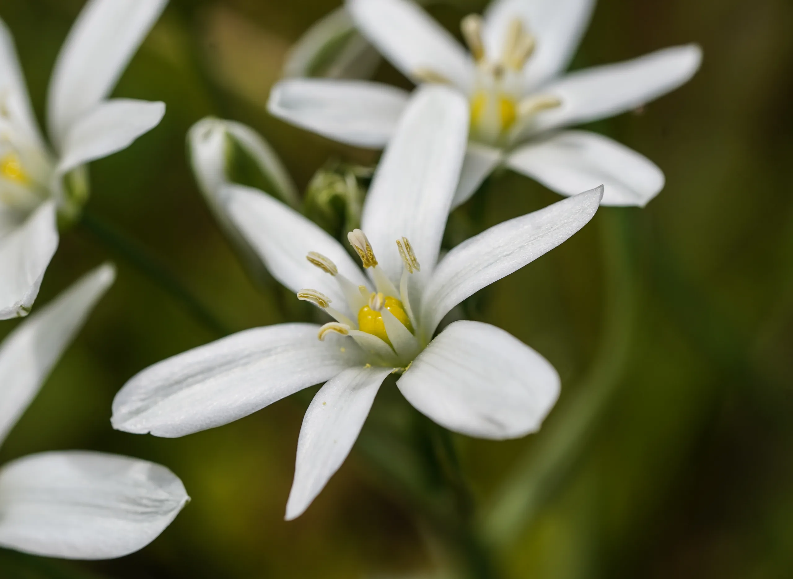 Ornithogalum orthophyllum