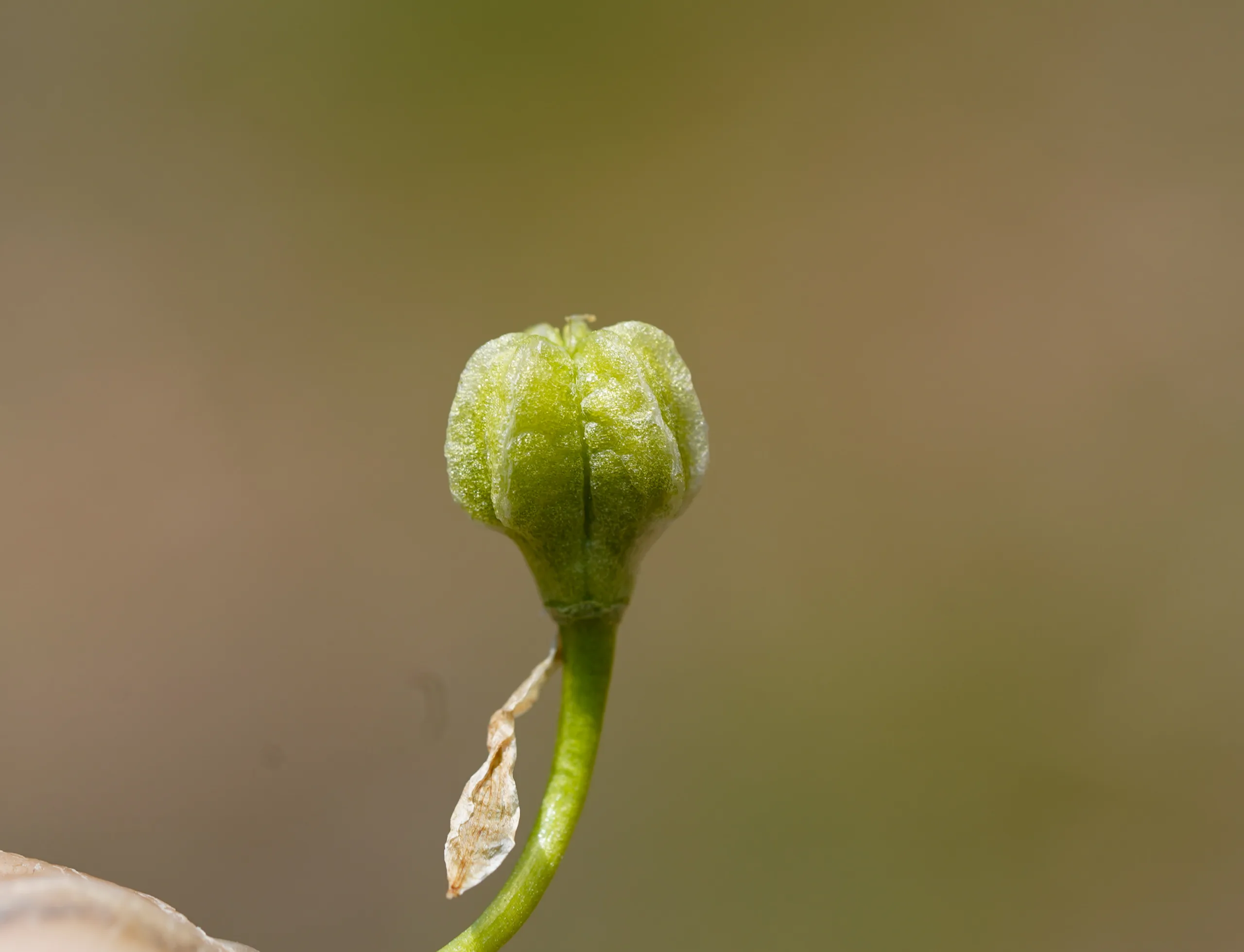 Ornithogalum uluense