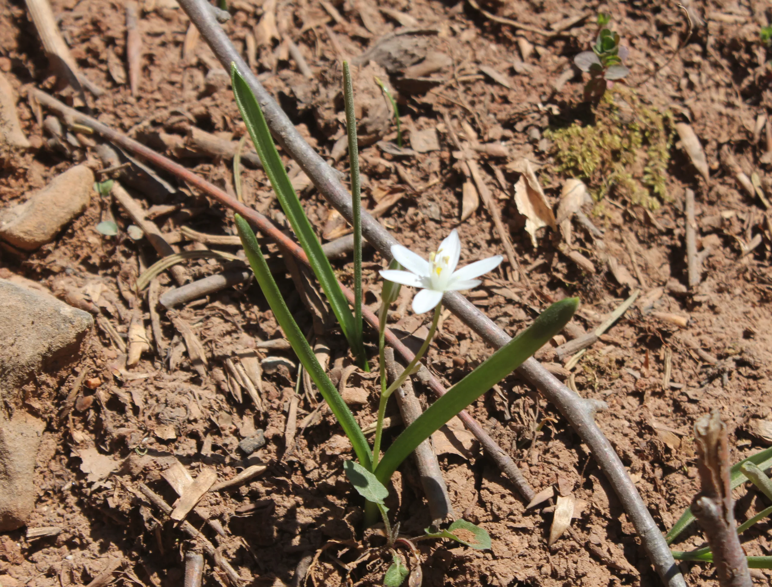 Ornithogalum uluense
