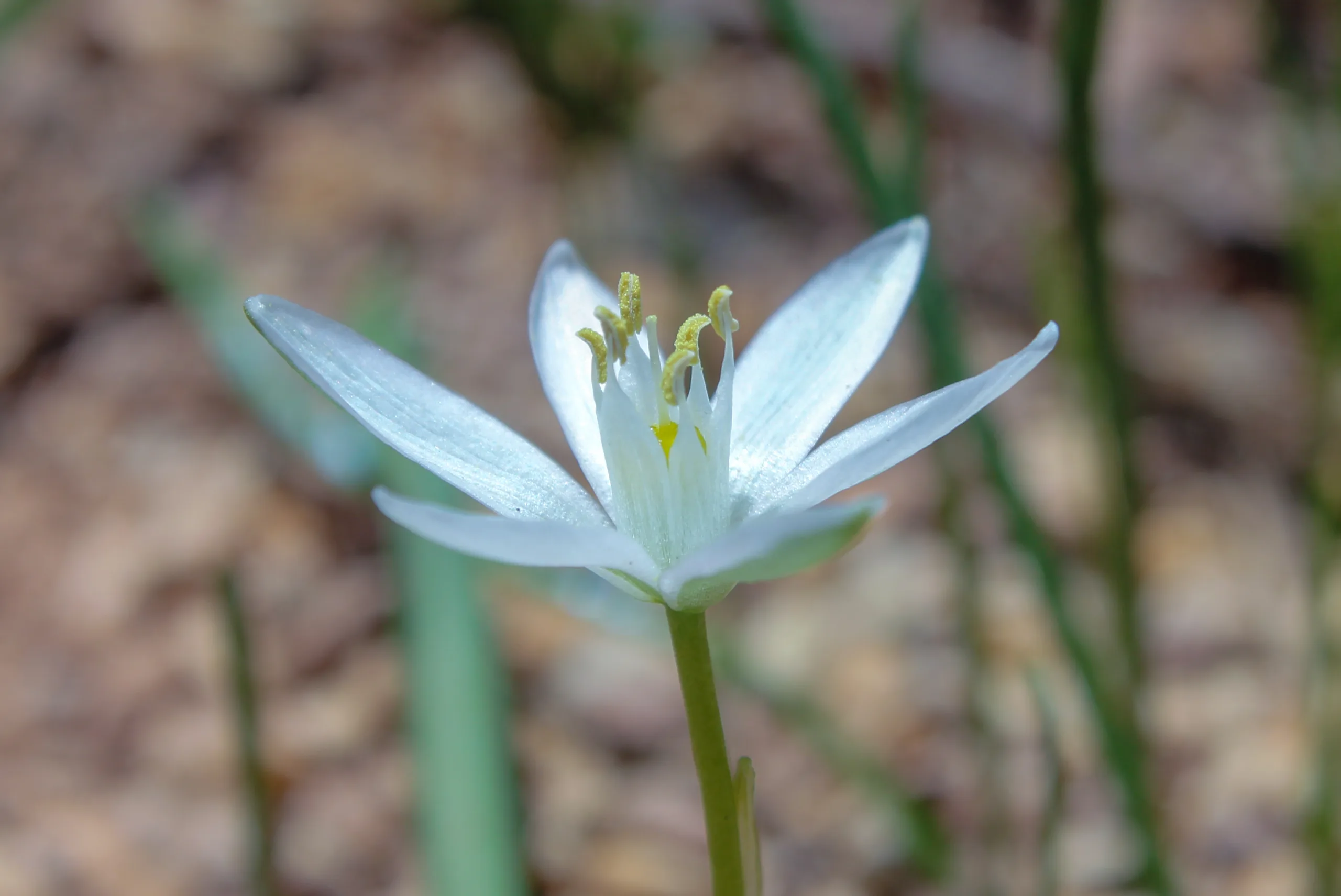 Ornithogalum uluense