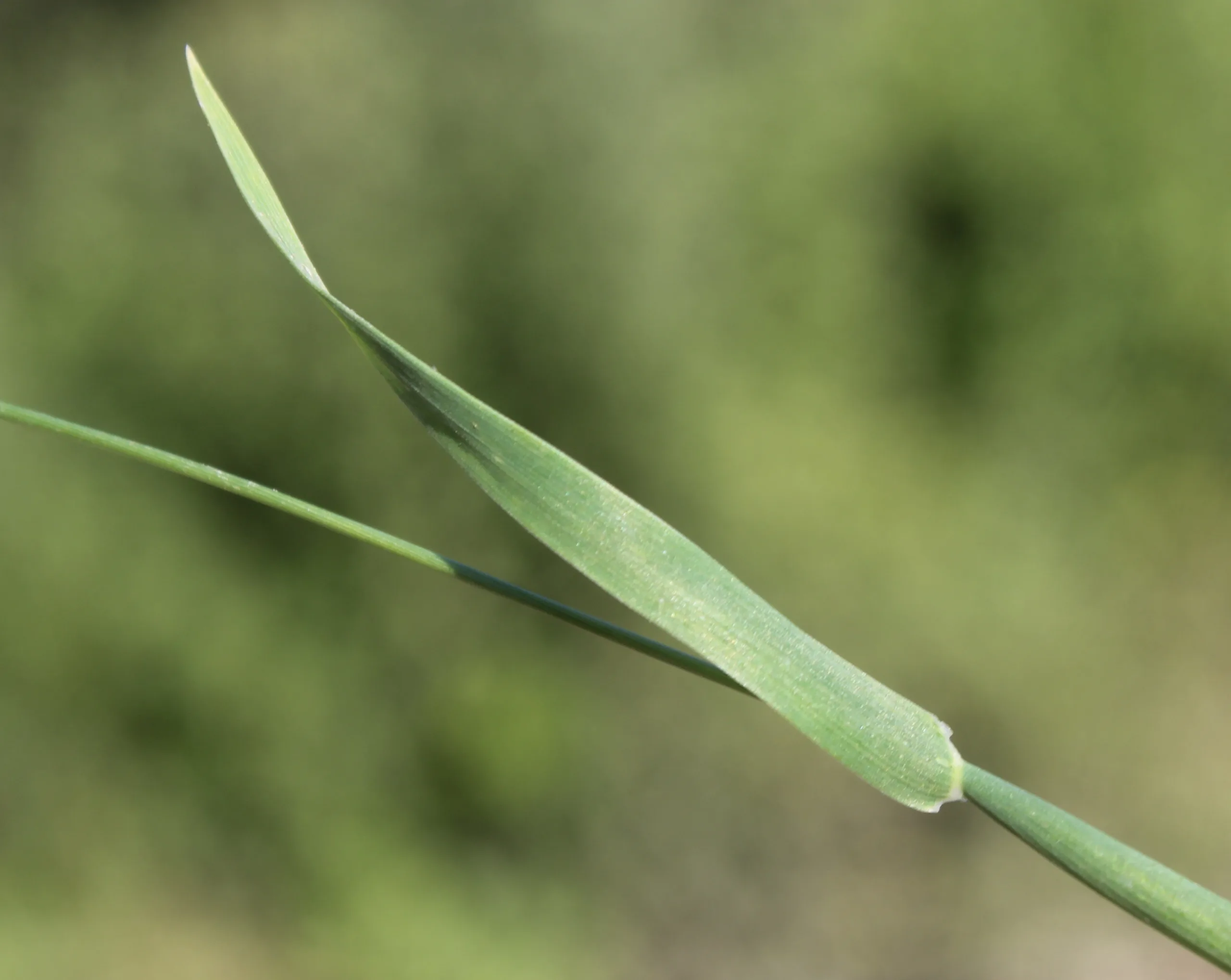 Phalaris canariensis