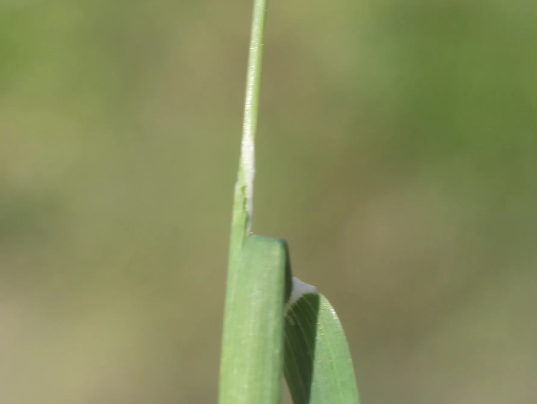 Phalaris canariensis
