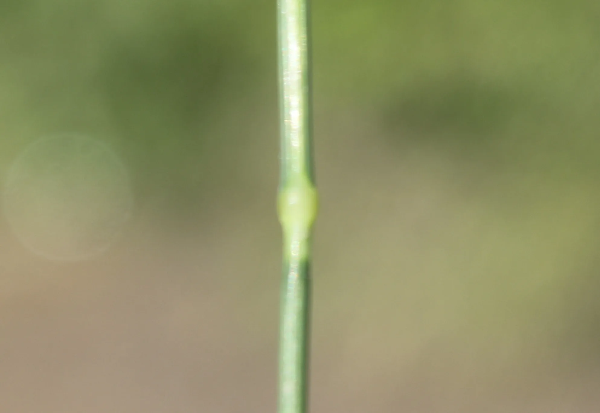 Phalaris canariensis