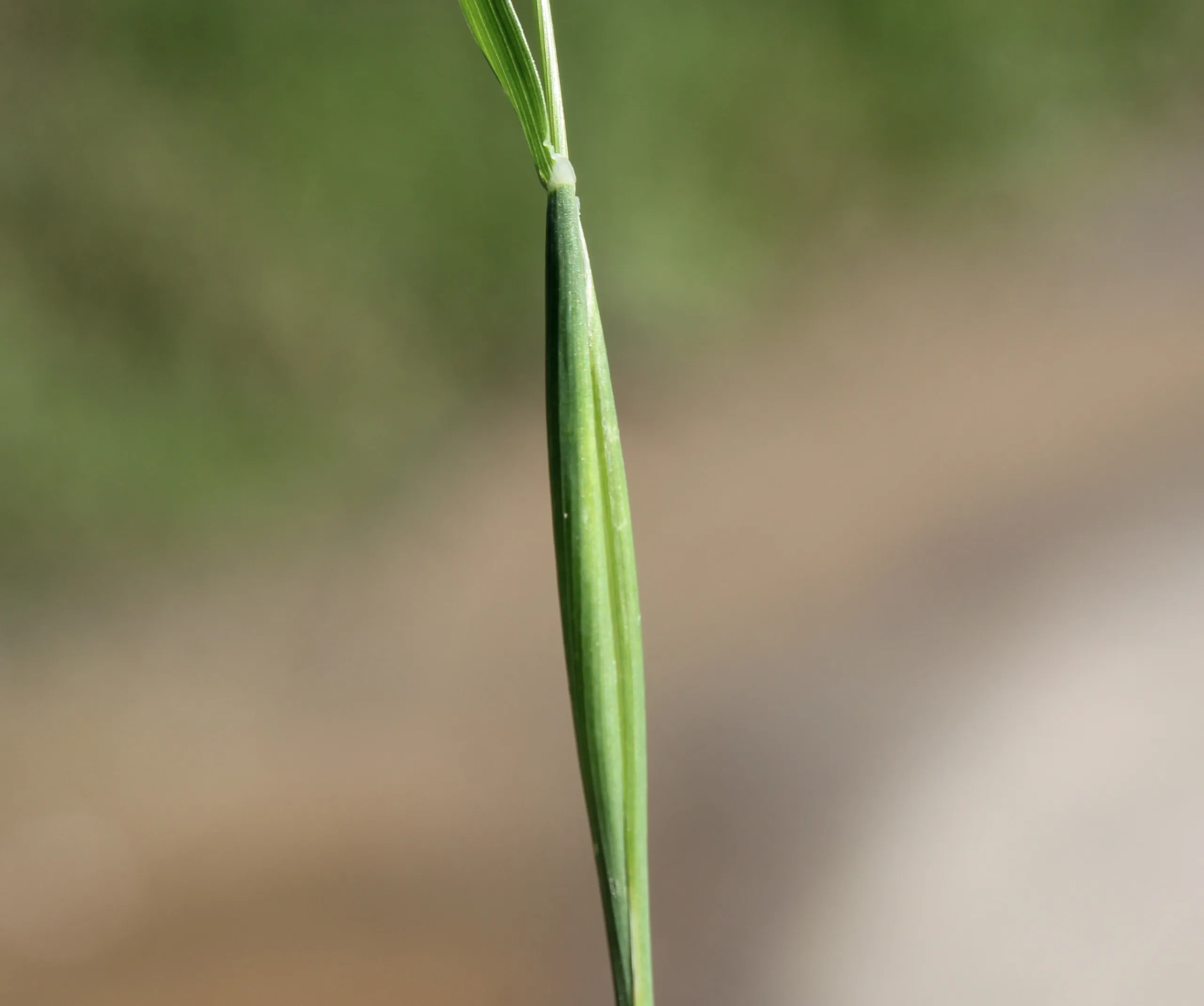 Phalaris canariensis