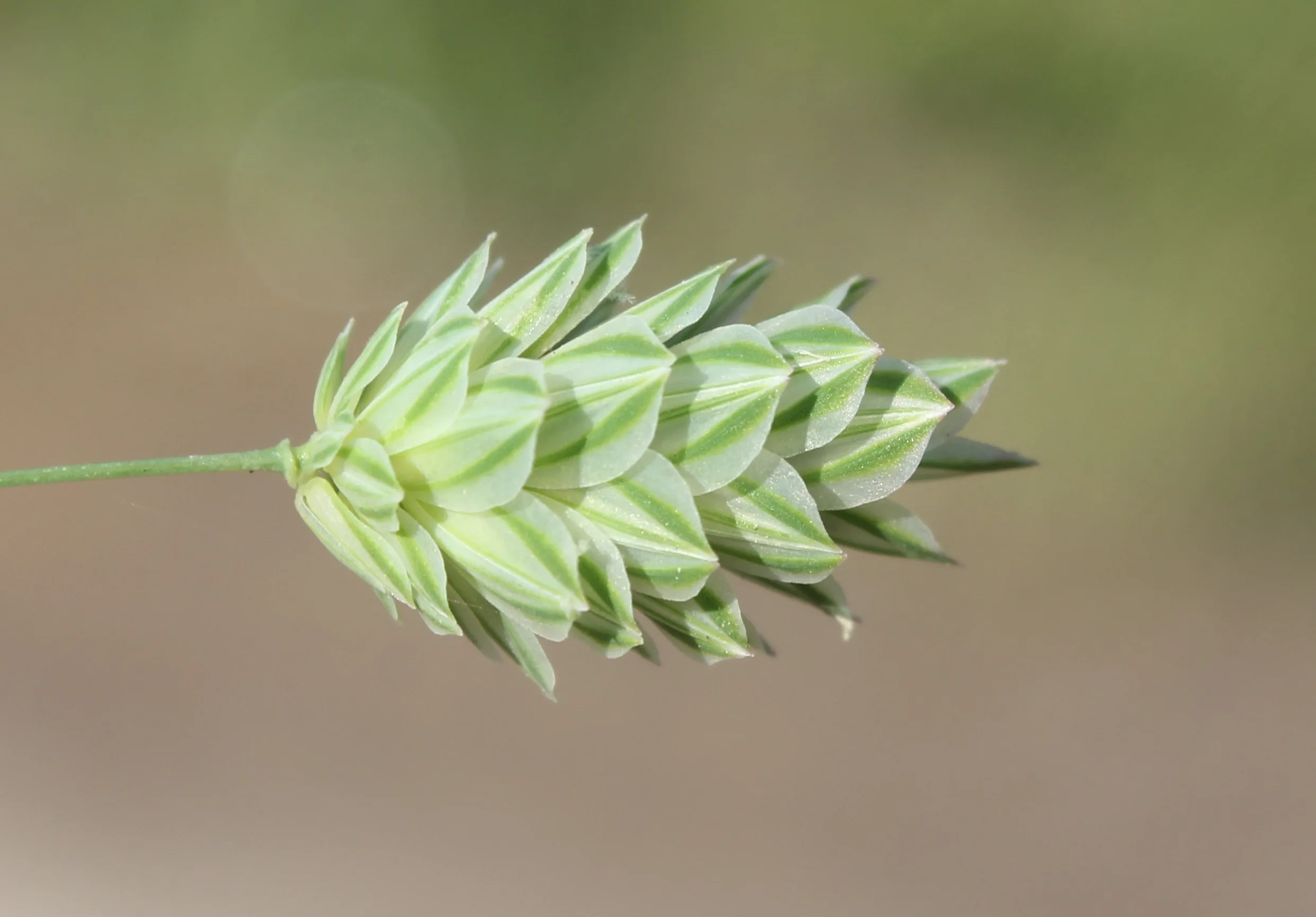 Phalaris canariensis