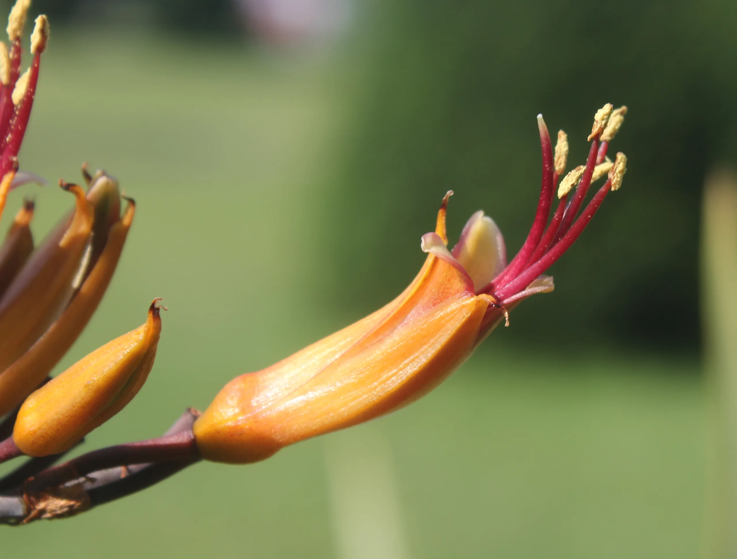 Phormium colensoi (Keten çalısı)