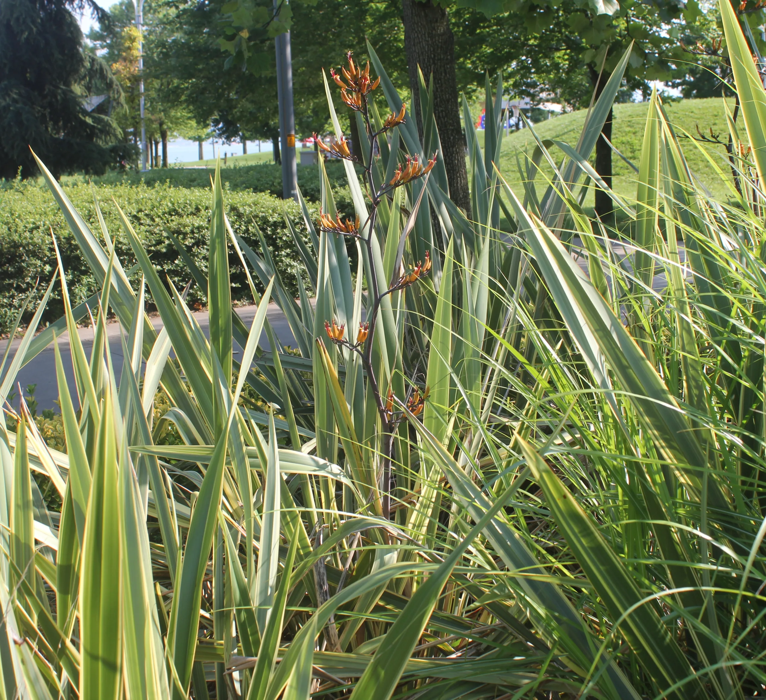 Phormium colensoi