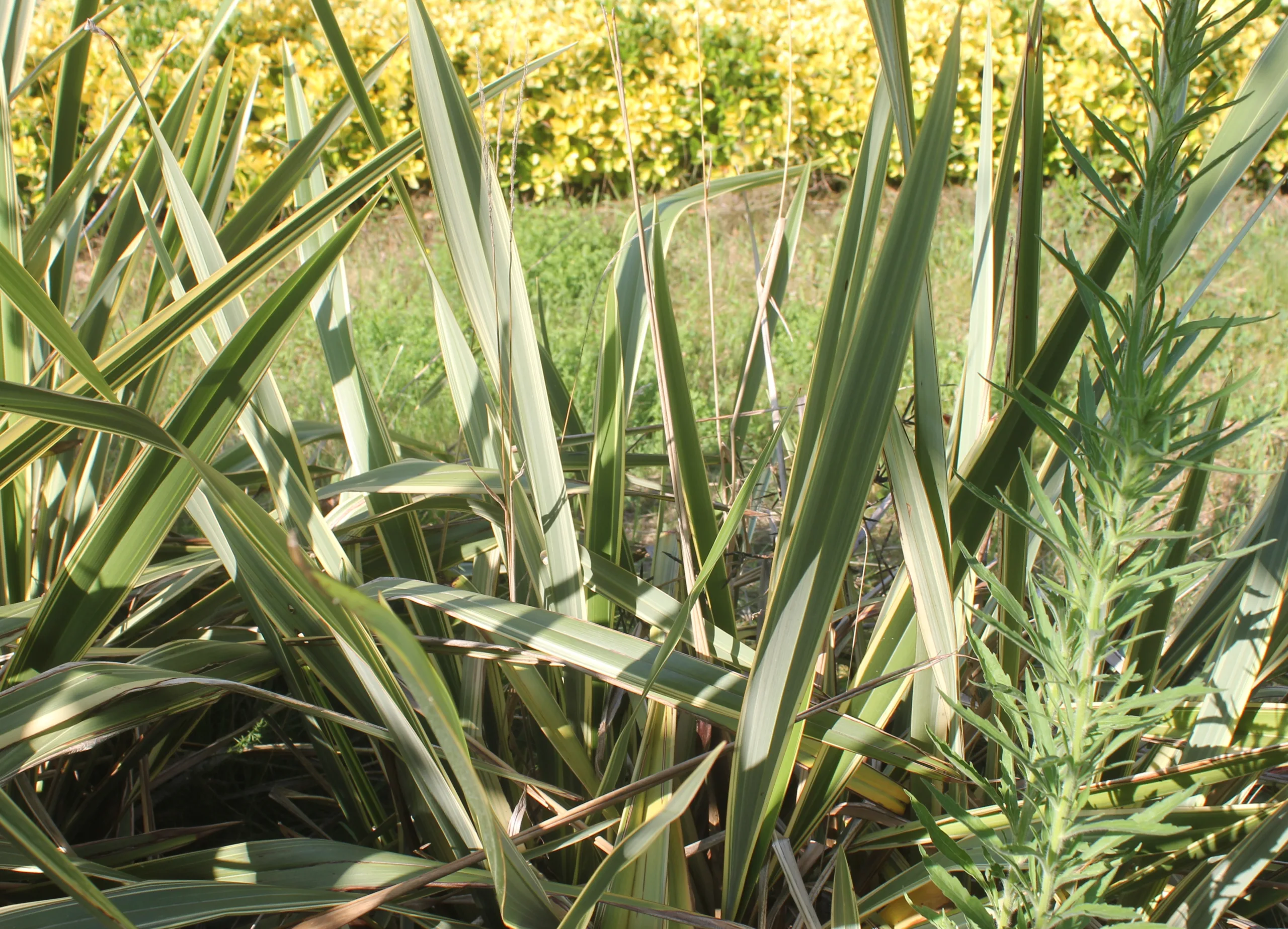 Phormium colensoi