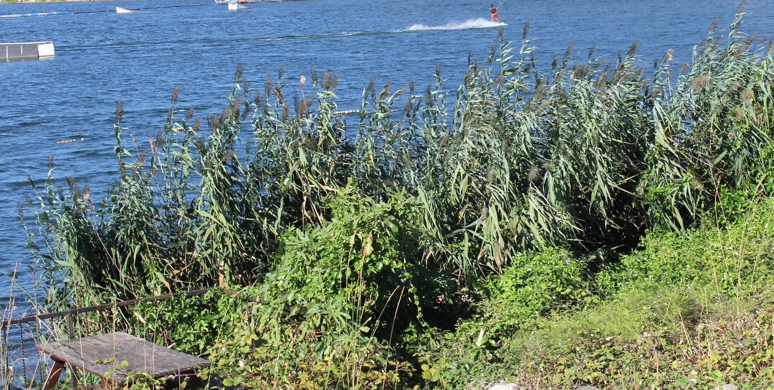Phragmites australis