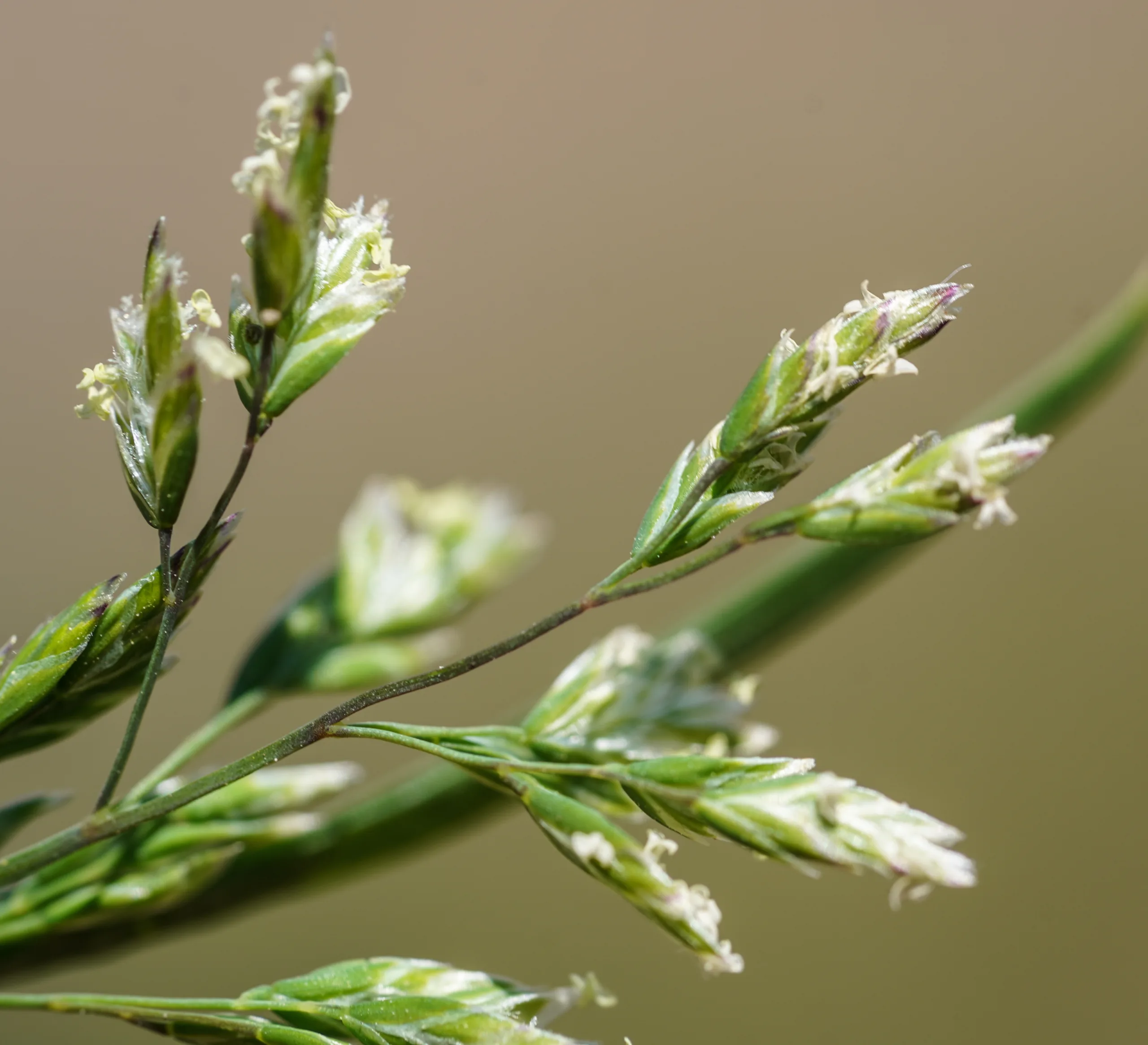 Poa annua