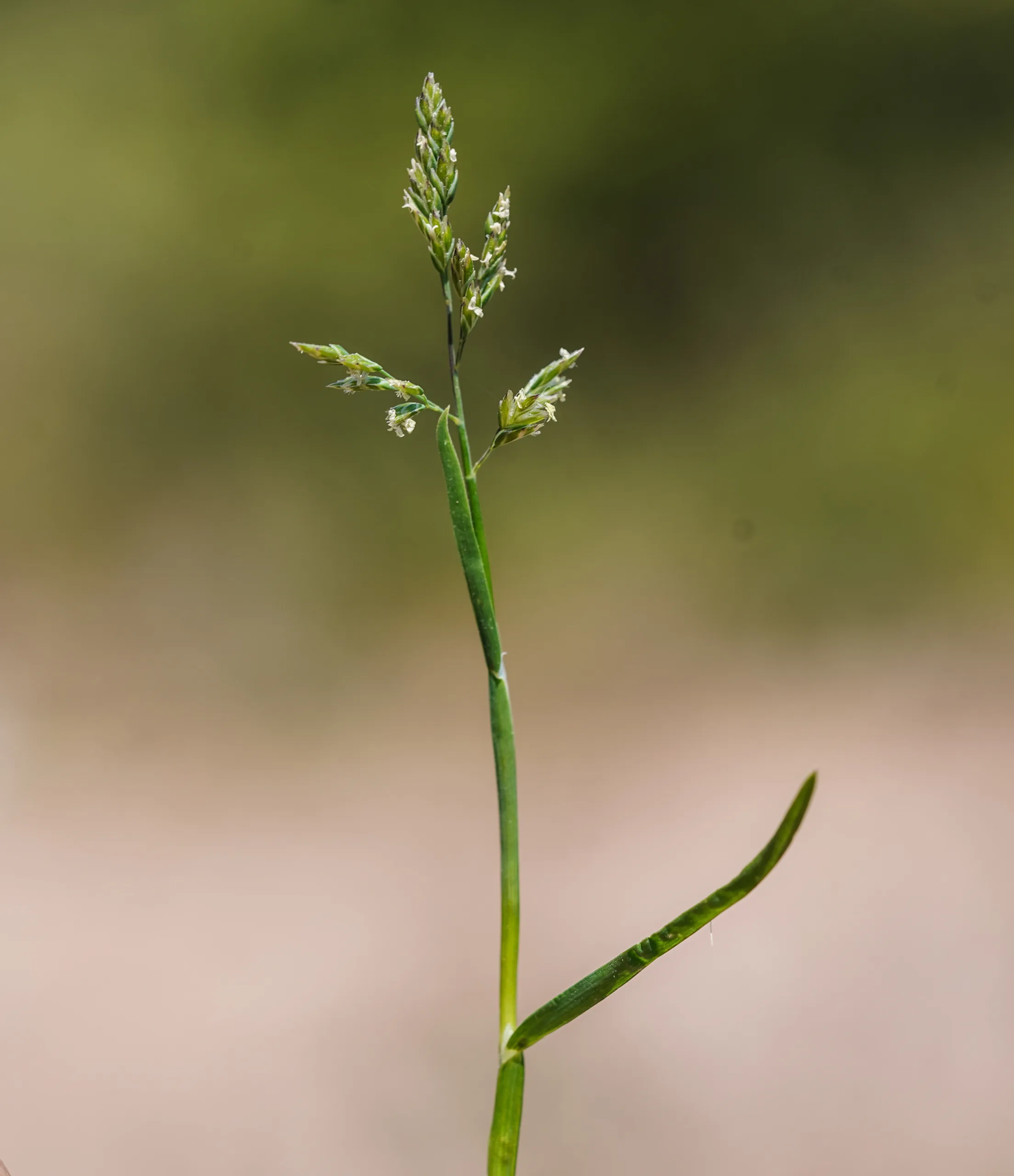 Poa annua
