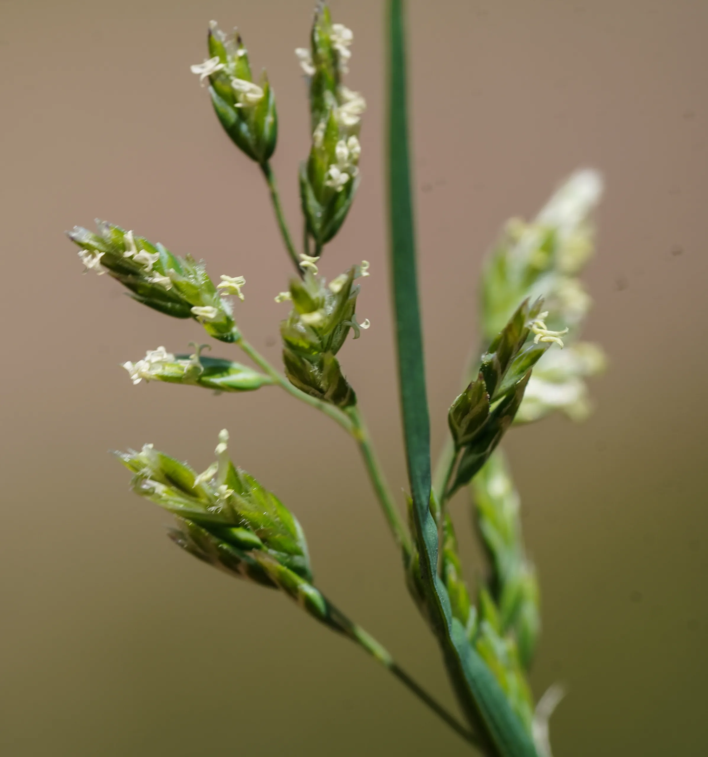Poa annua