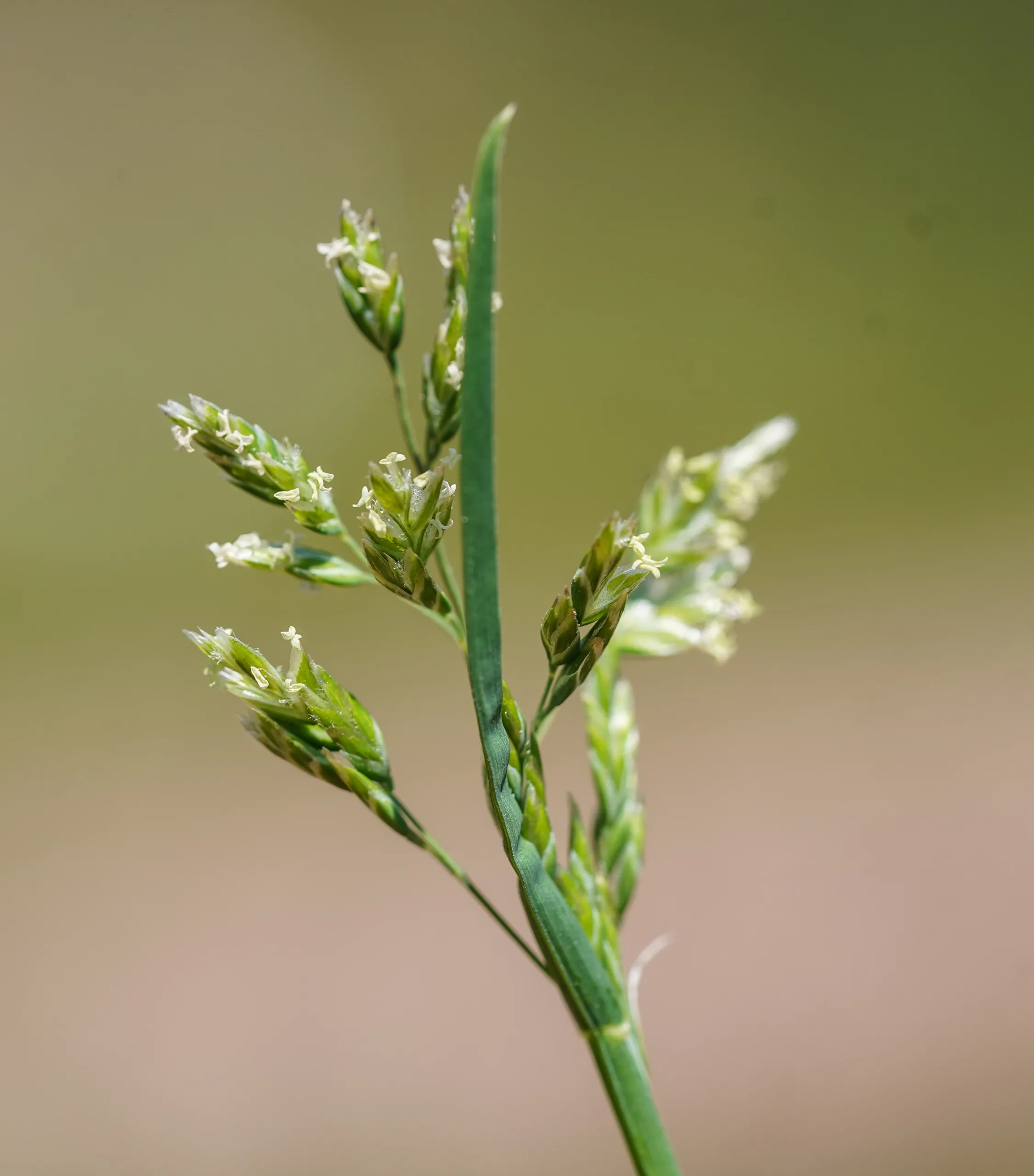 Poa annua