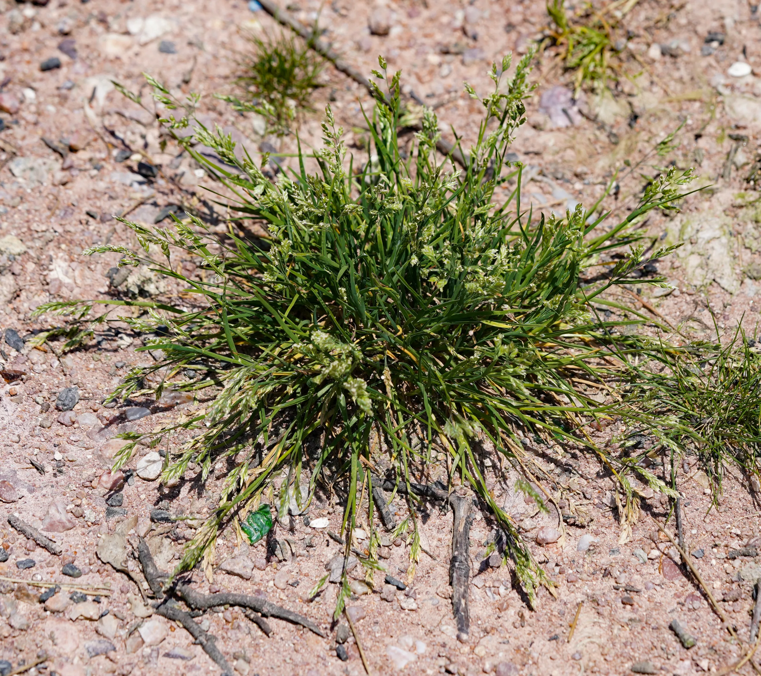 Poa annua