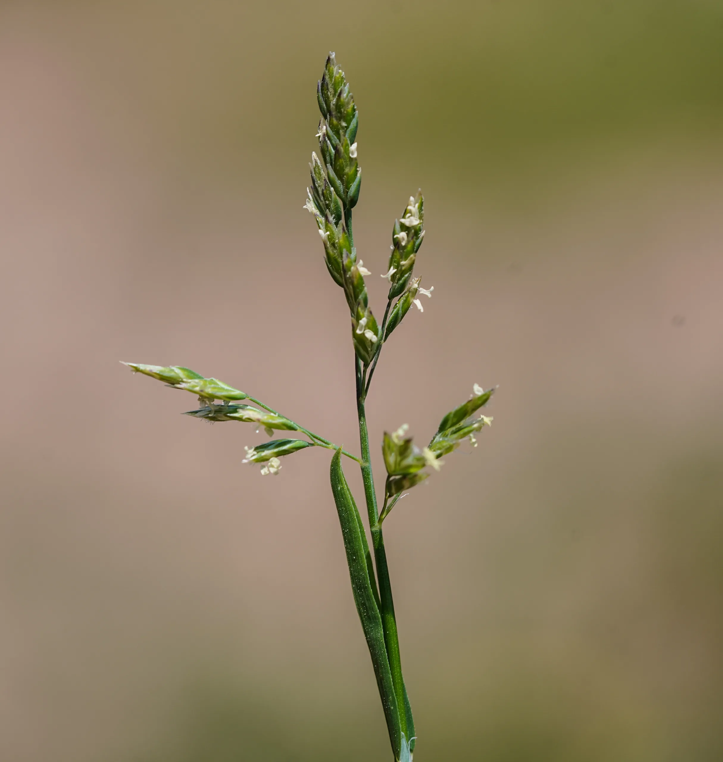 Poa annua