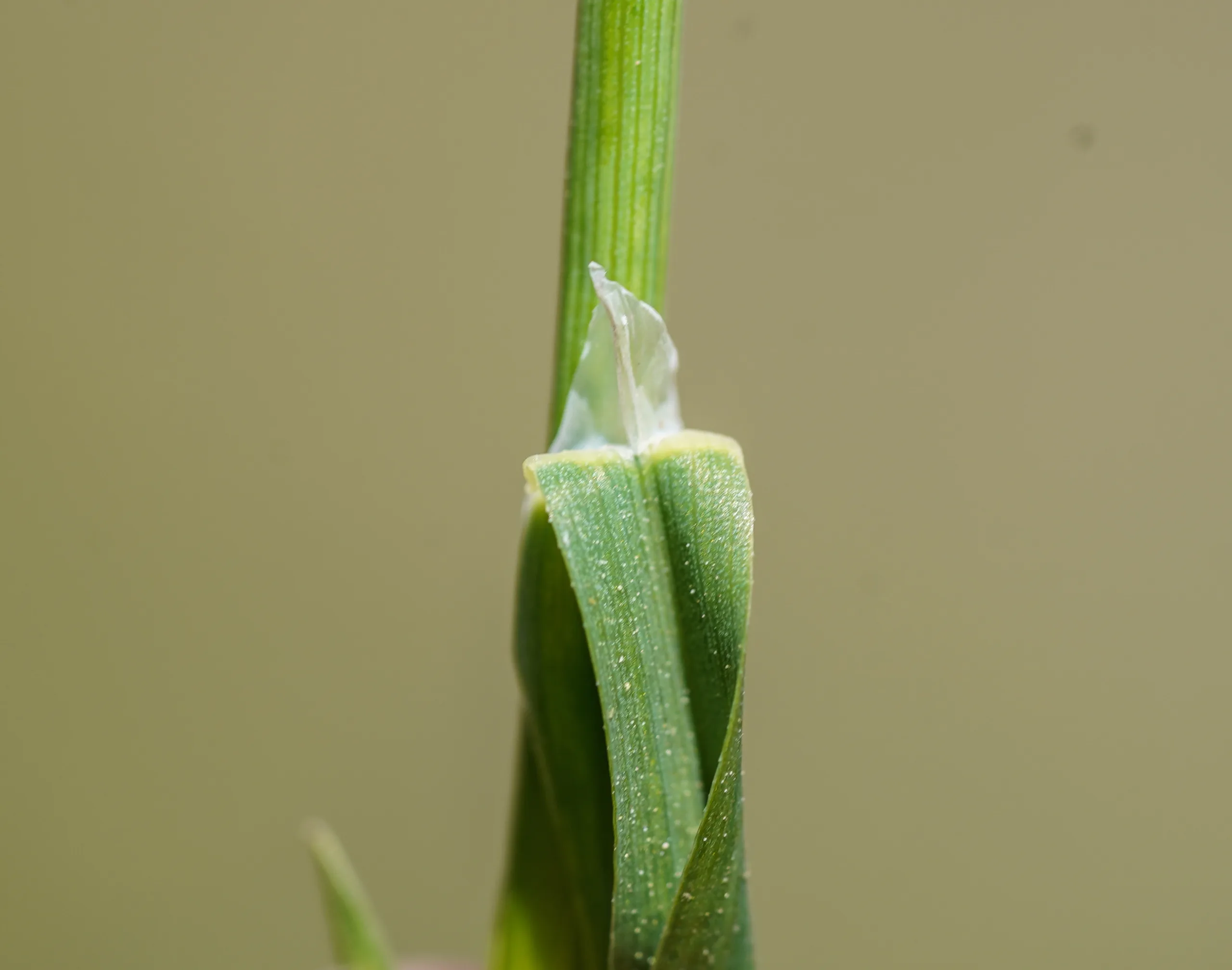 Poa annua