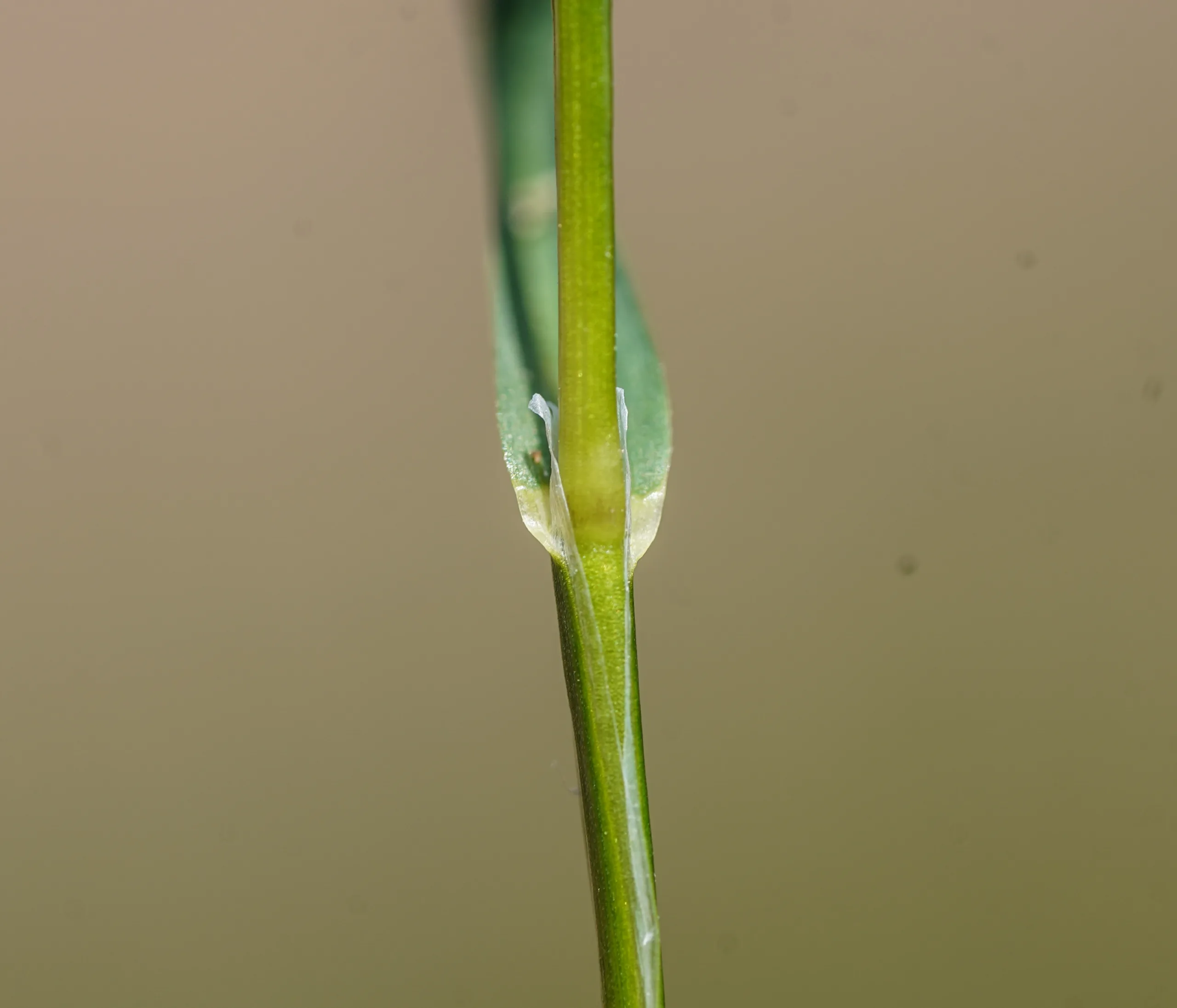 Poa annua