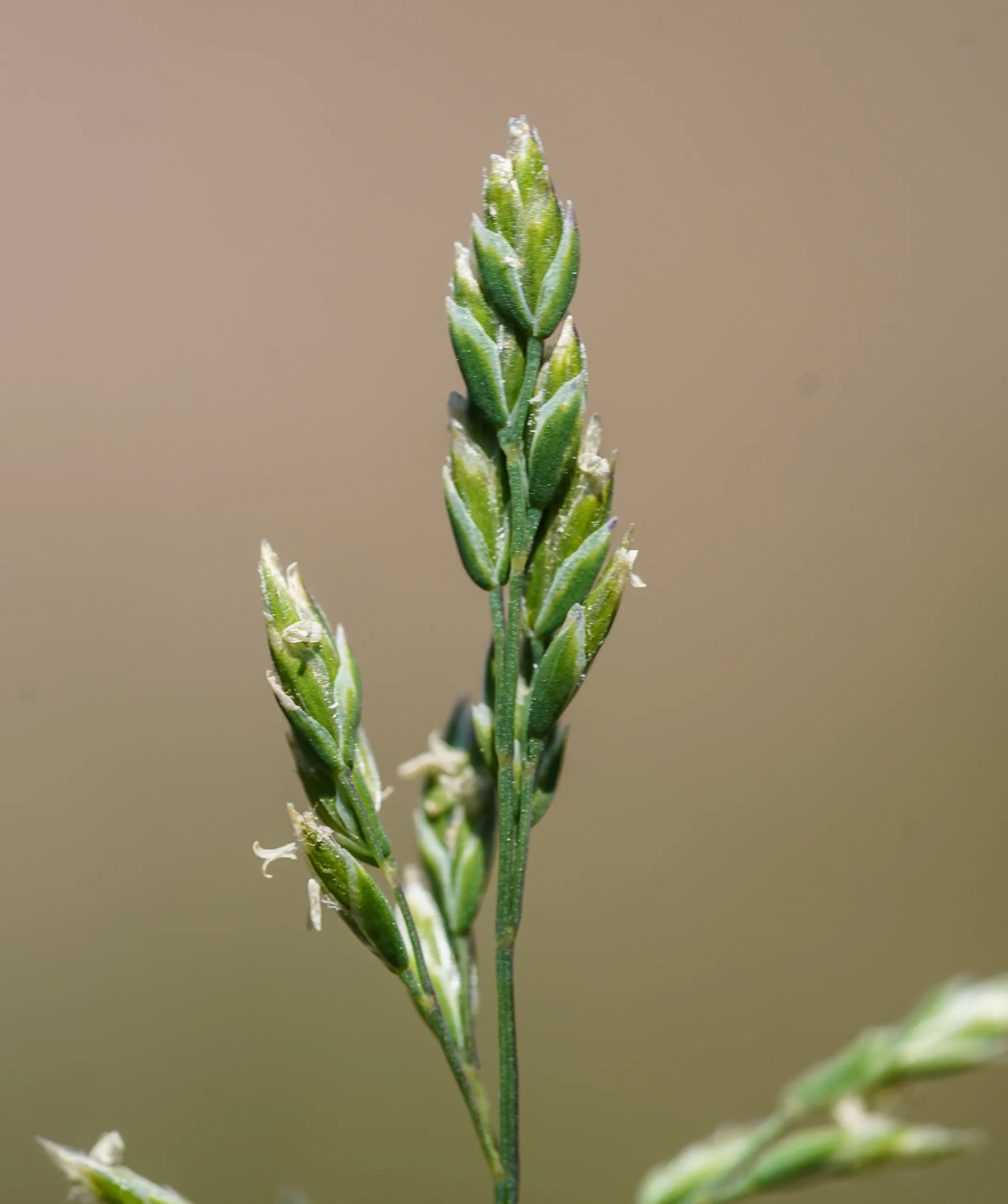 Poa annua