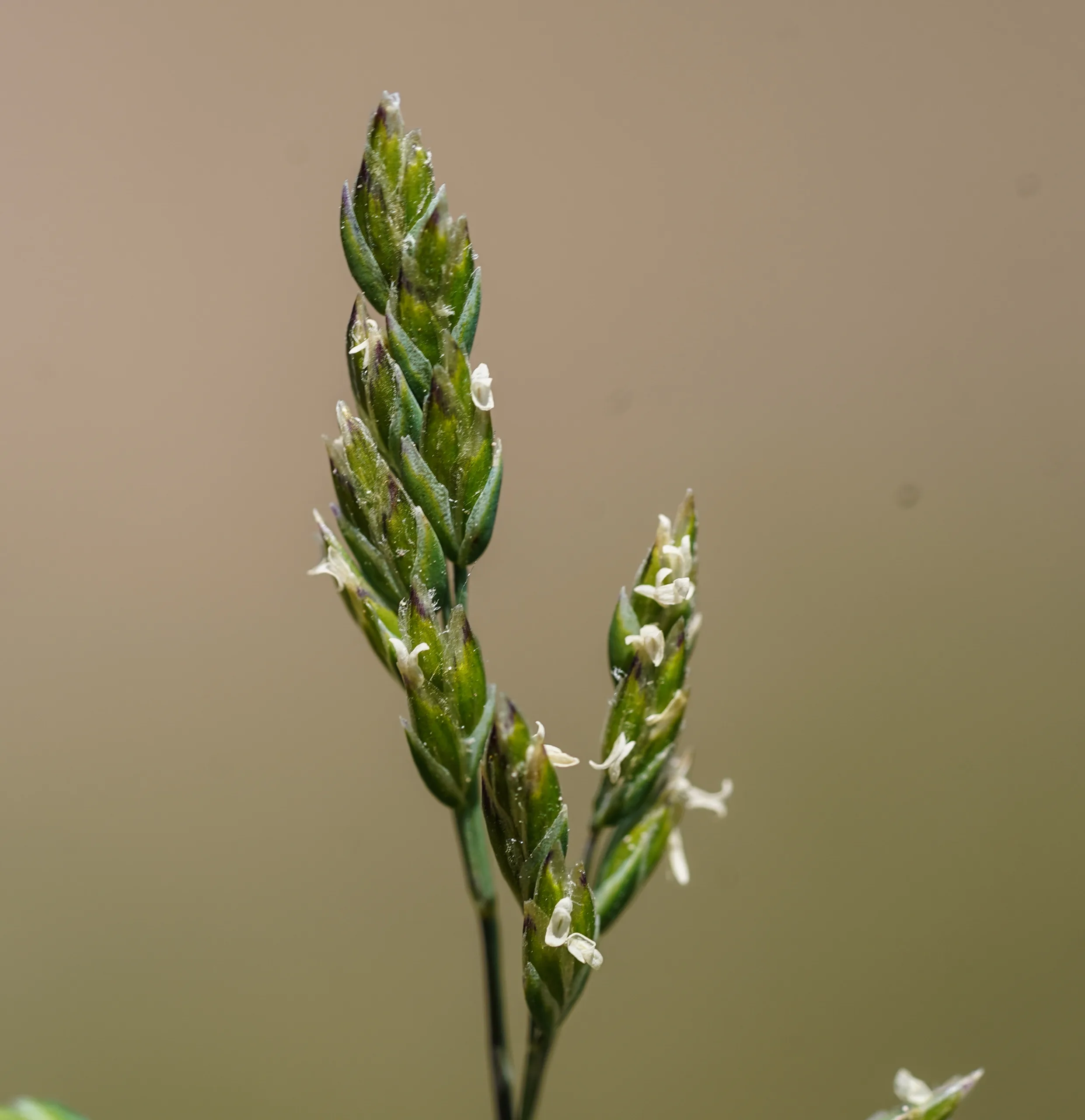 Poa annua