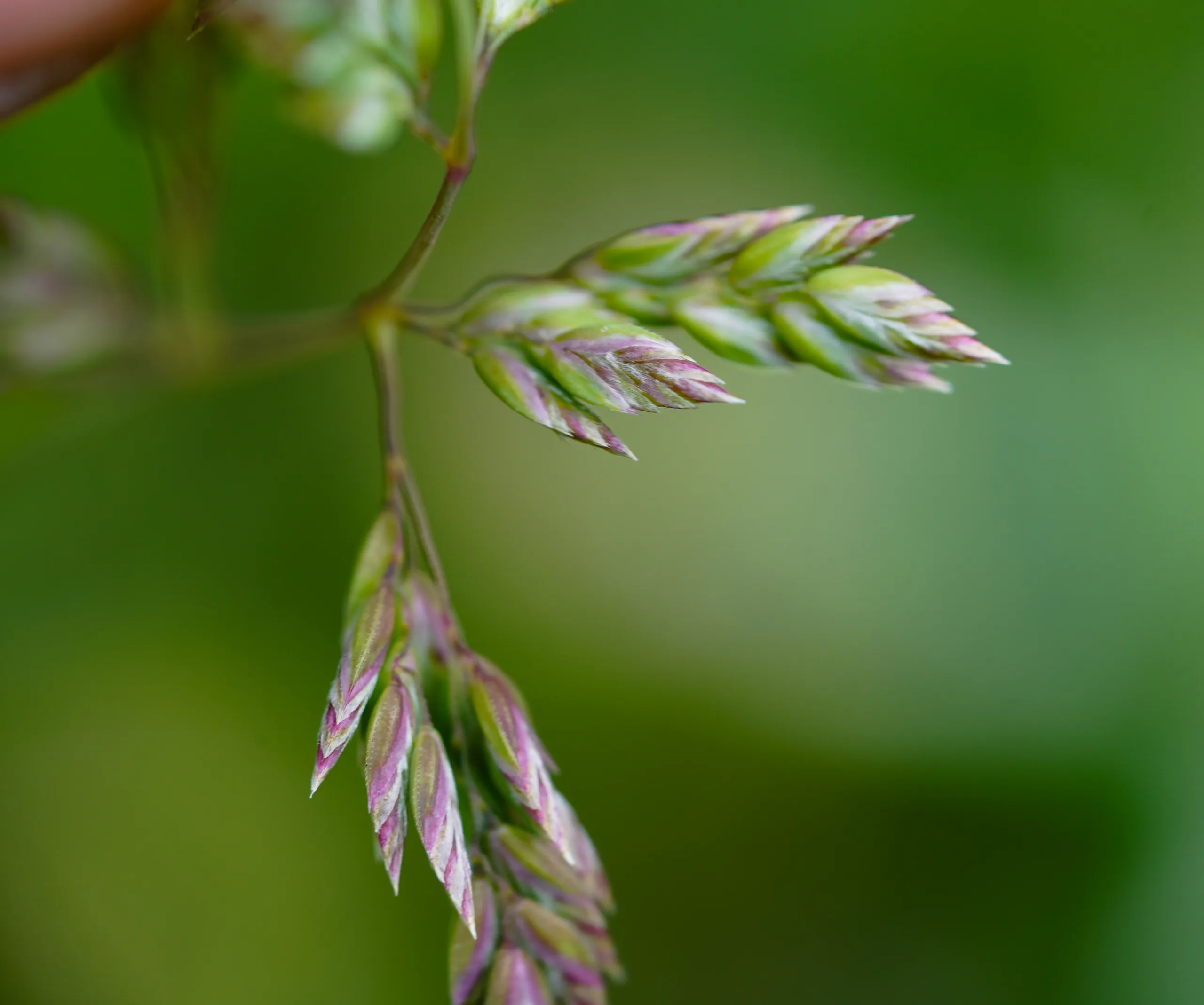 Poa pratensis (Çayır salkımotu)