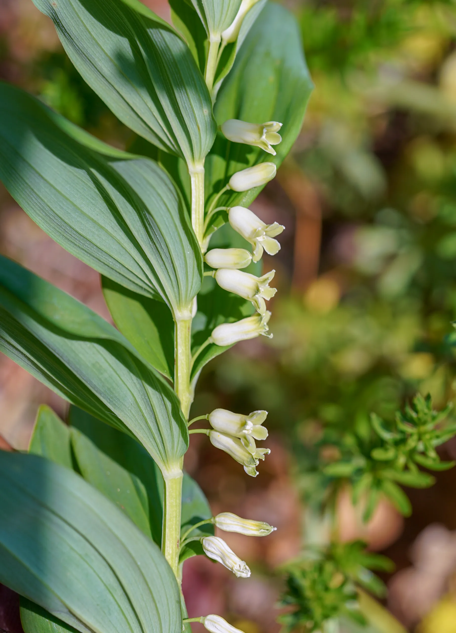 Polygonatum orientale
