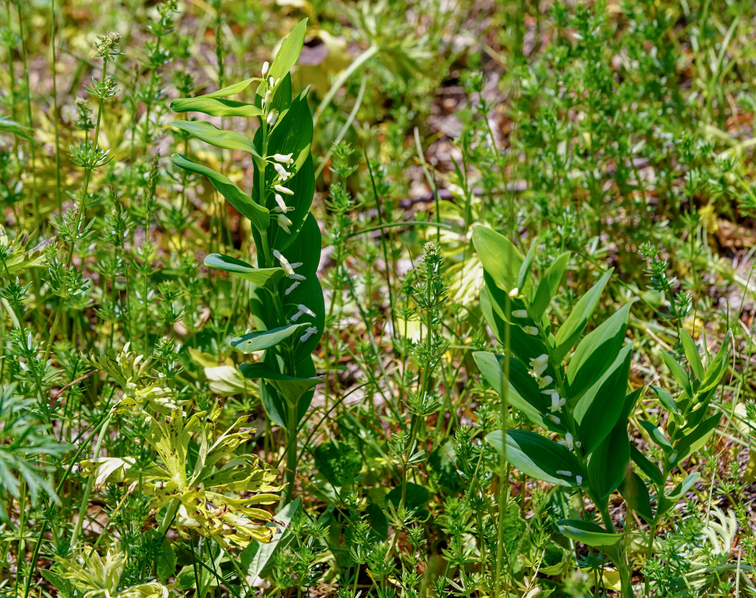 Polygonatum orientale