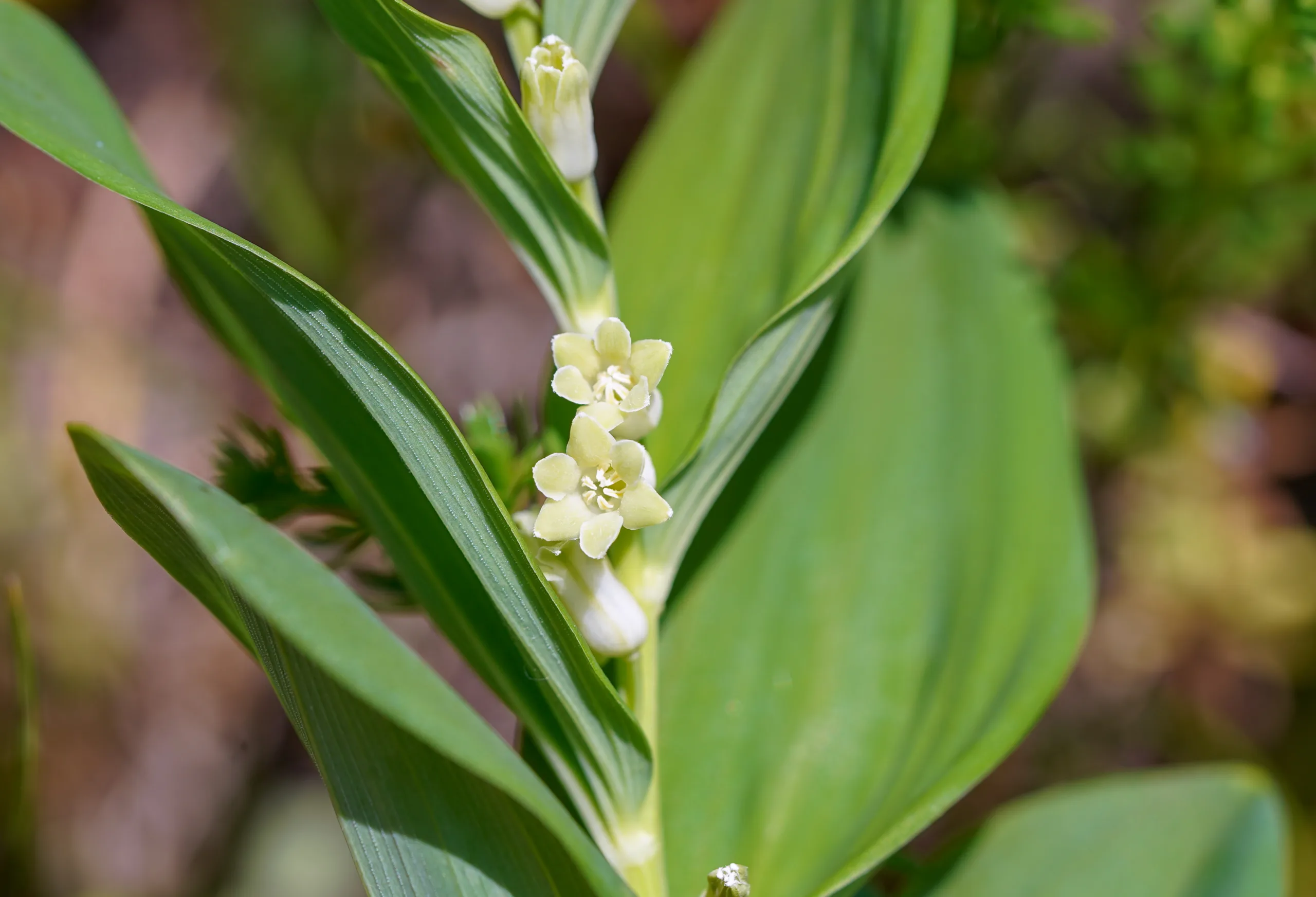 Polygonatum orientale