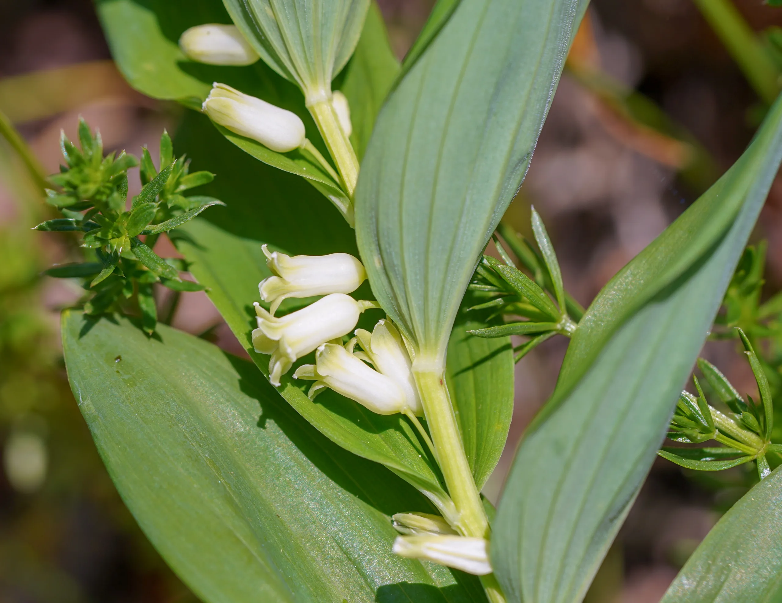 Polygonatum orientale