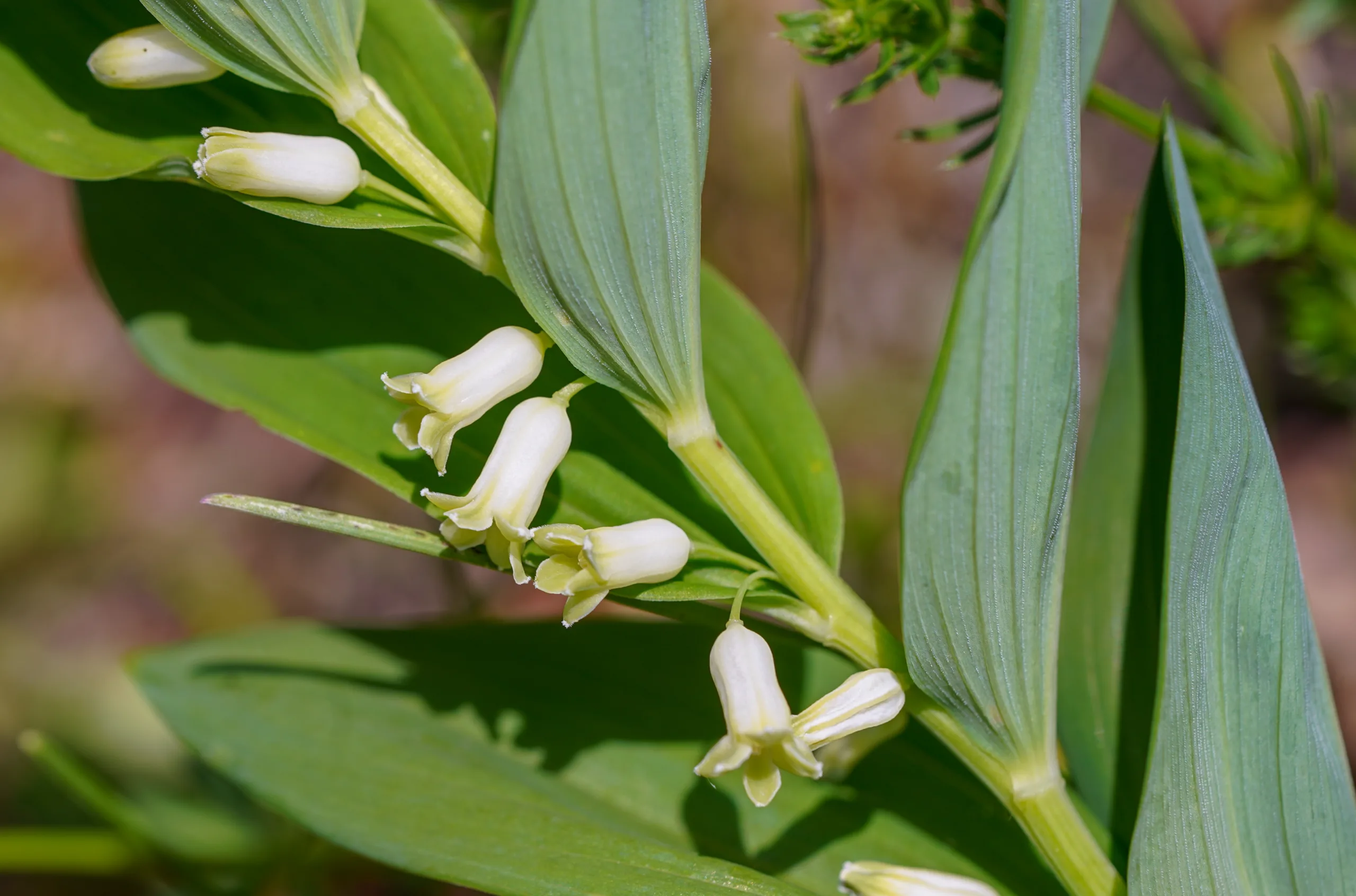 Polygonatum orientale