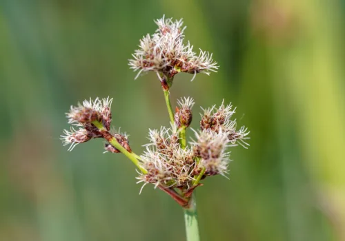Schoenoplectus lacustris