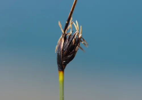 Schoenus nigricans