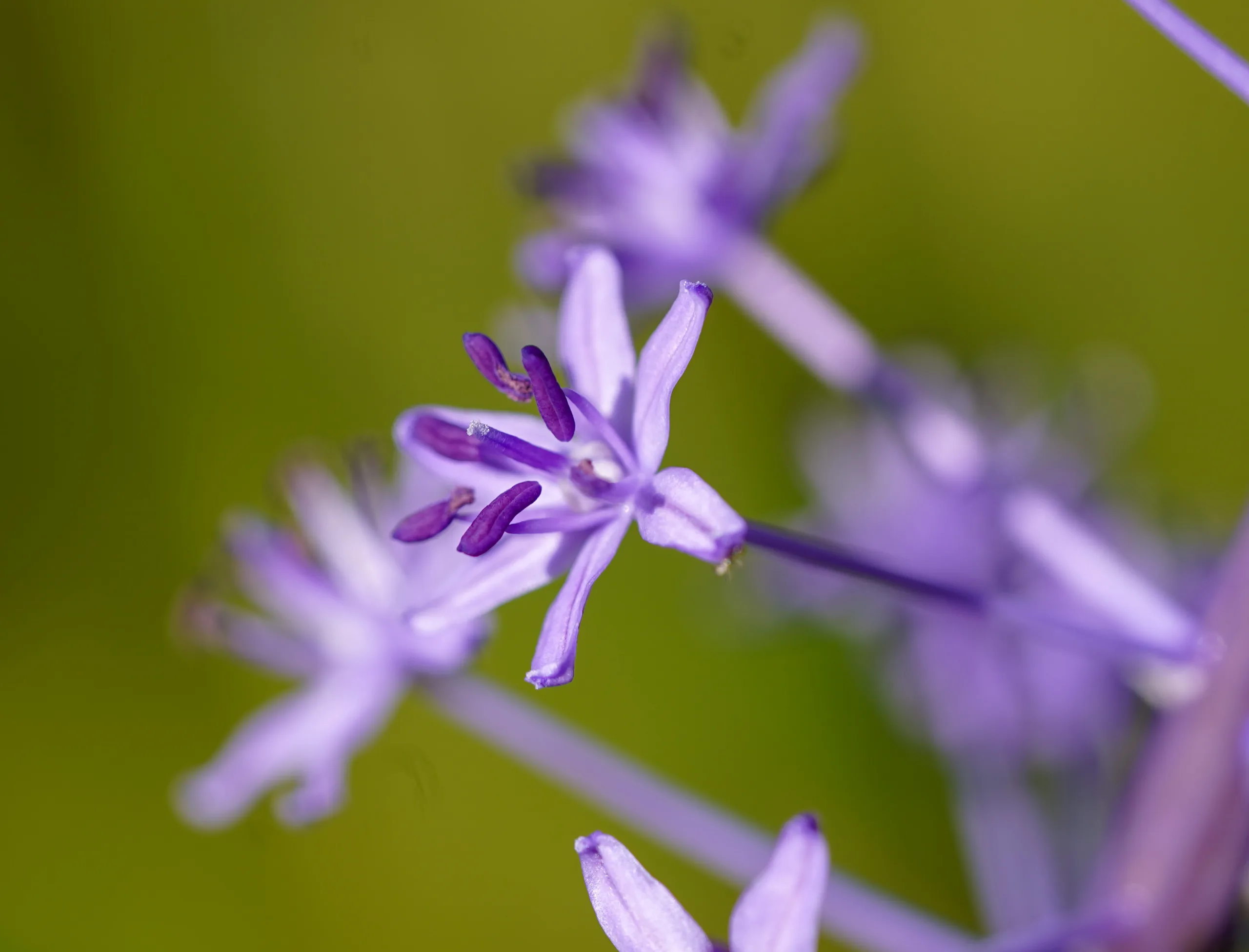 Scilla hyacinthoides