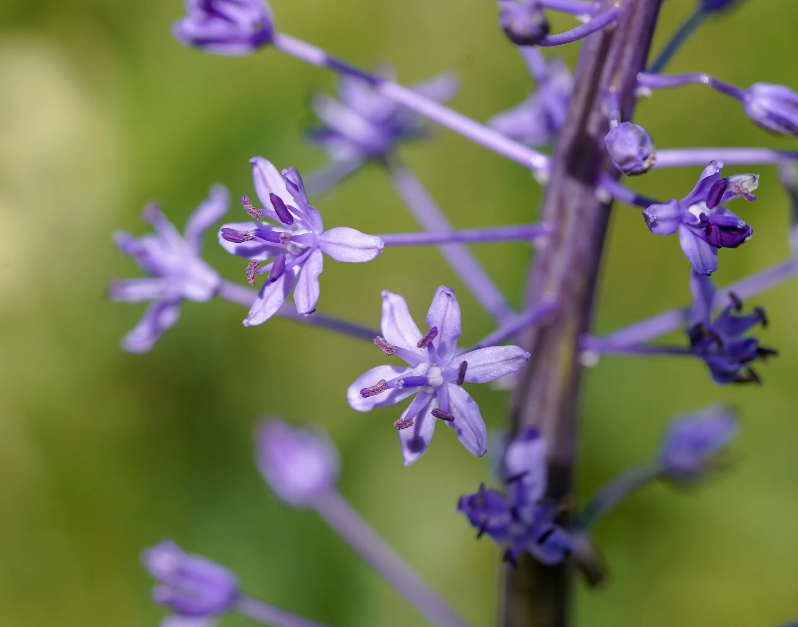Scilla hyacinthoides