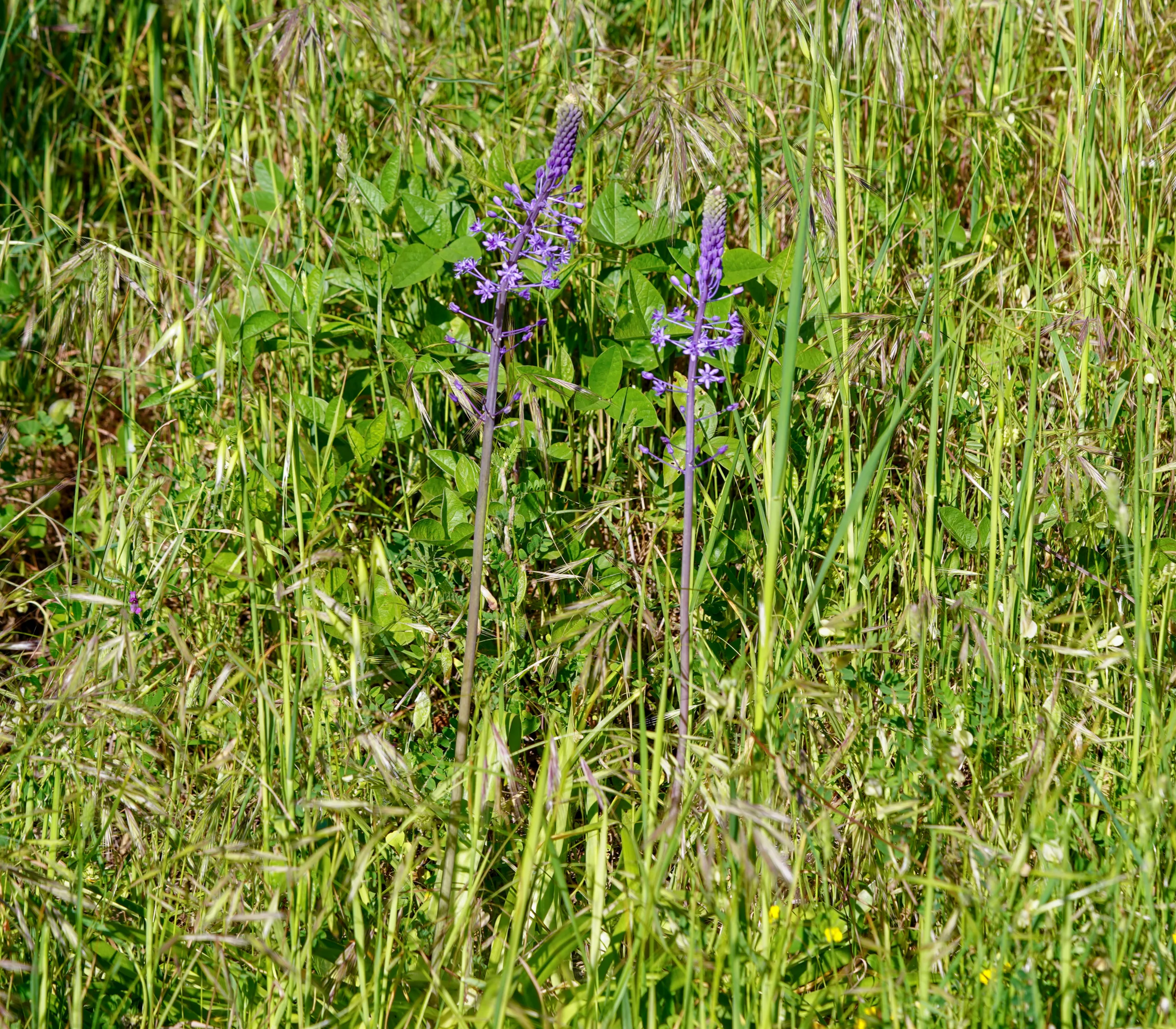 Scilla hyacinthoides