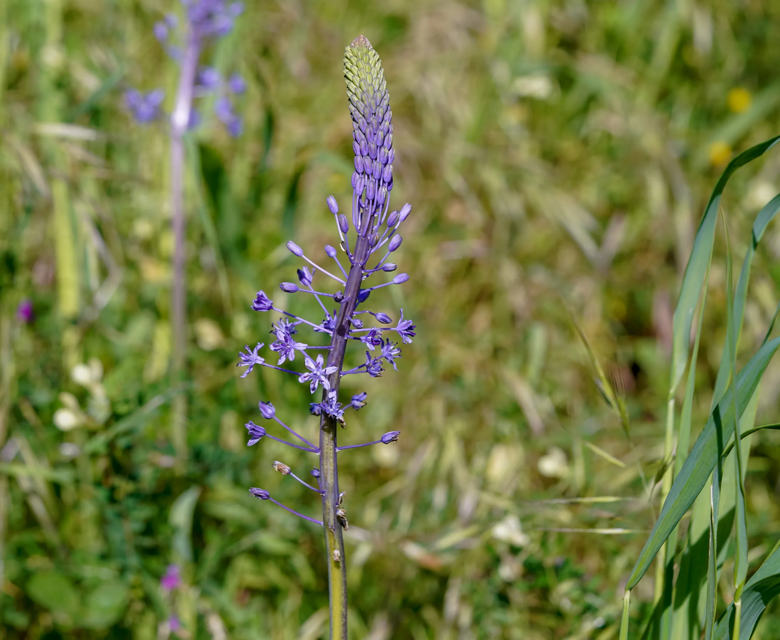 Scilla hyacinthoides