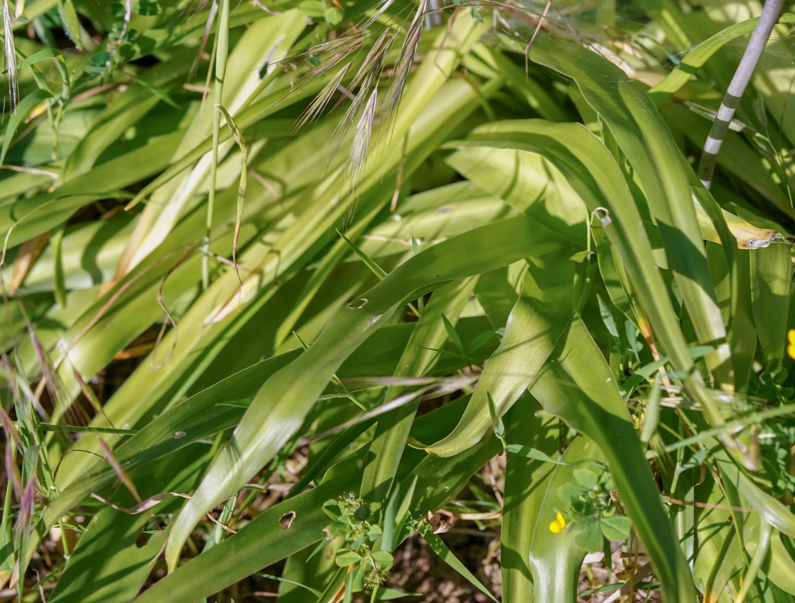Scilla hyacinthoides