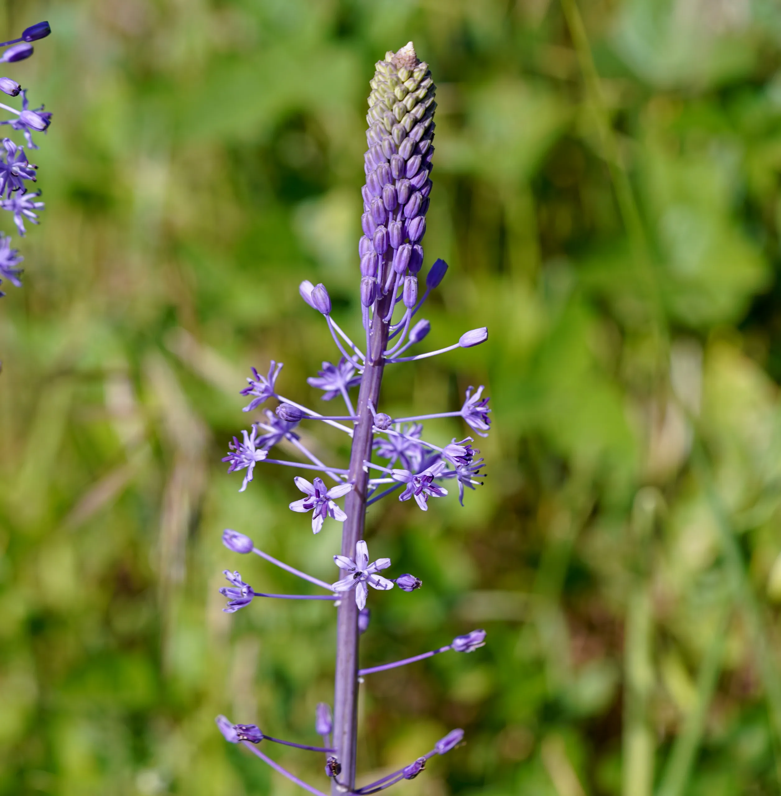 Scilla hyacinthoides