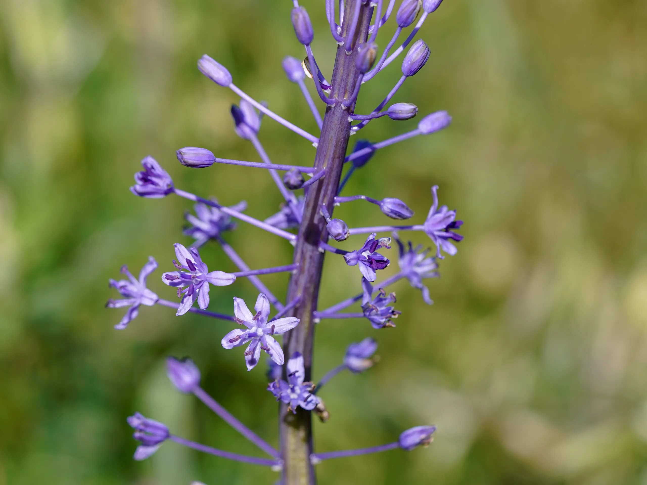 Scilla hyacinthoides