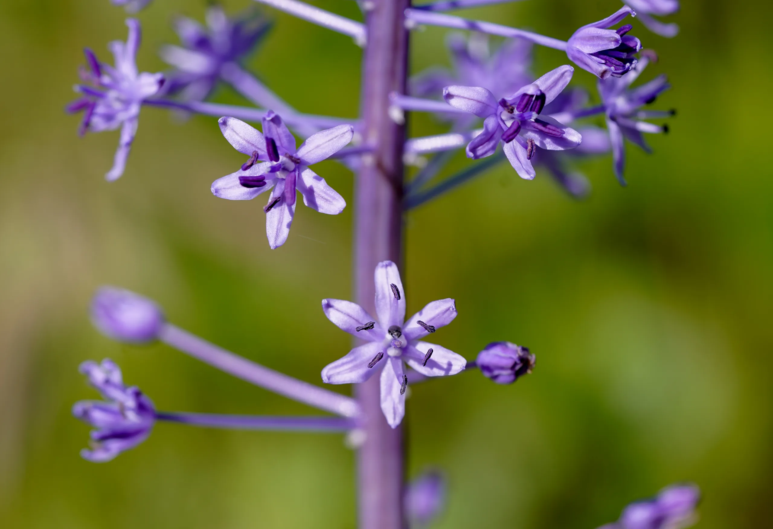 Scilla hyacinthoides