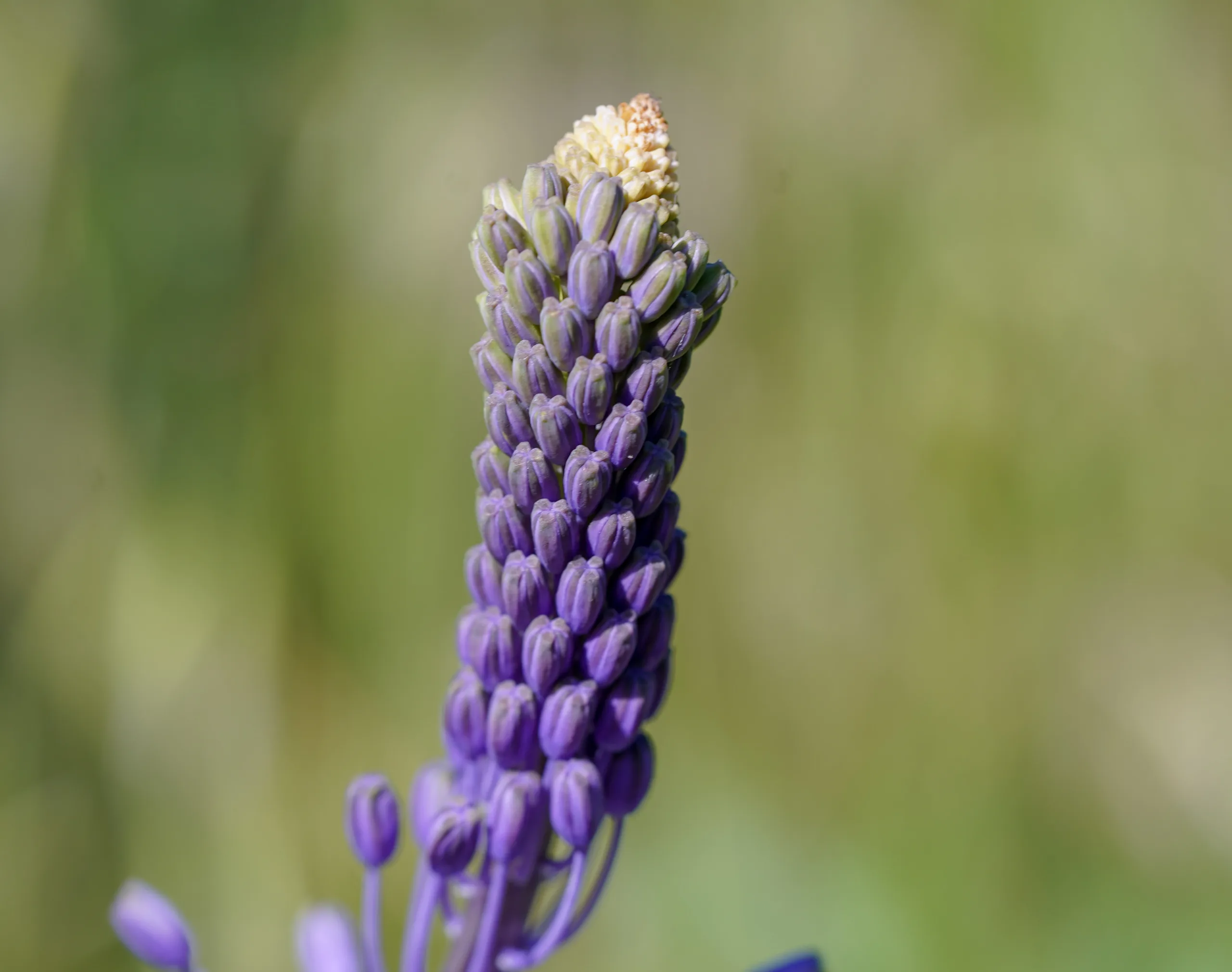 Scilla hyacinthoides