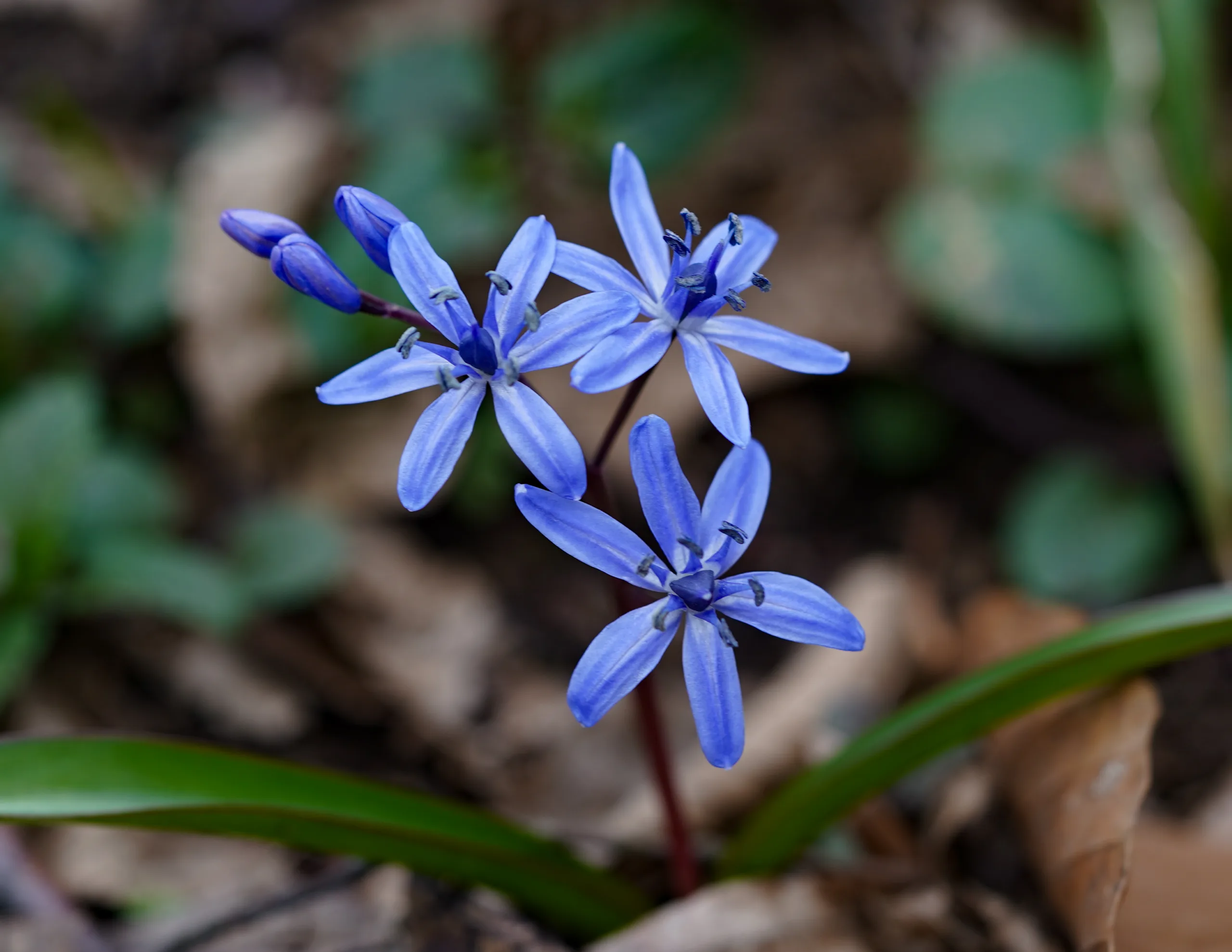 Scilla nivalis