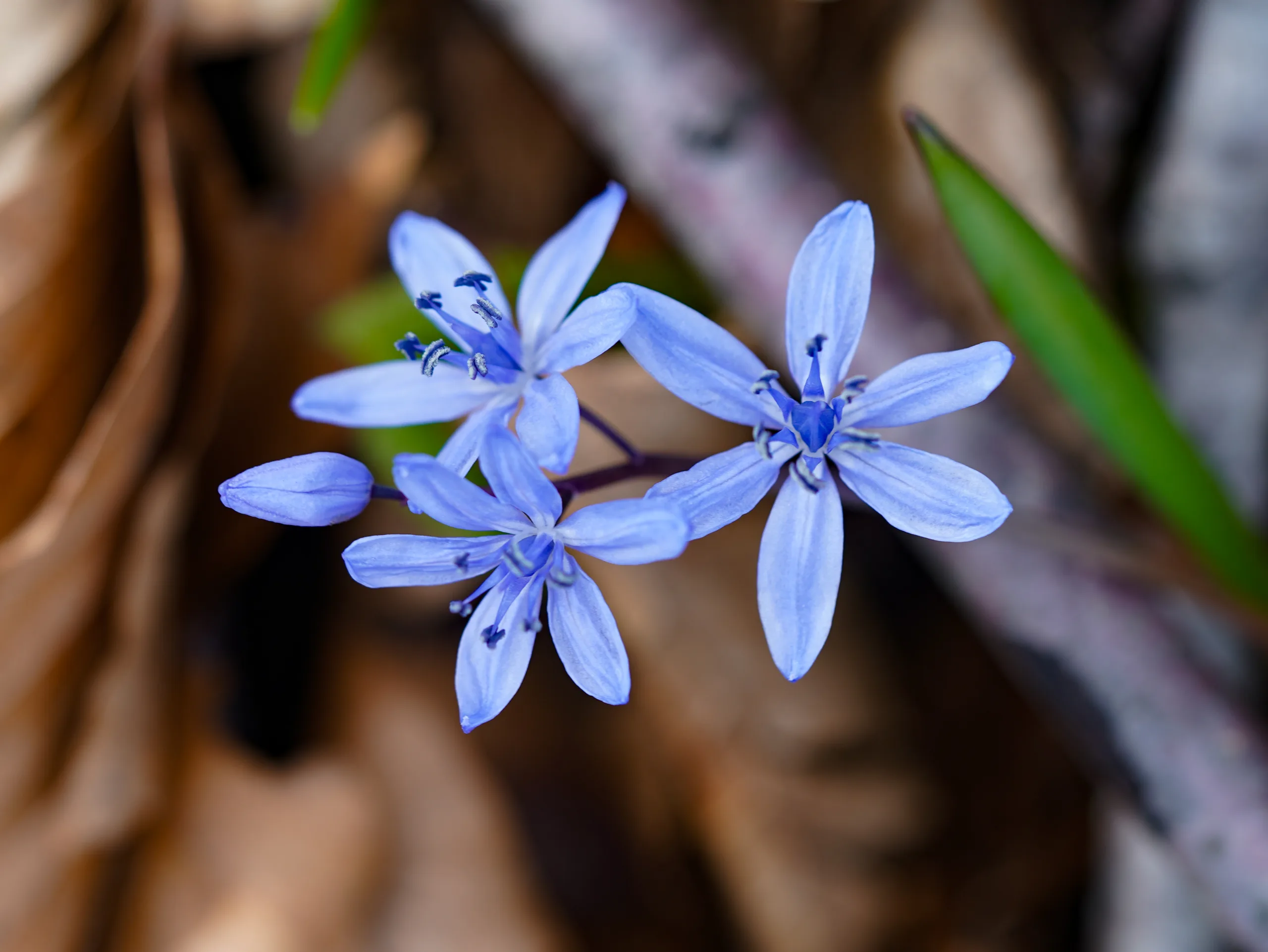 Scilla nivalis