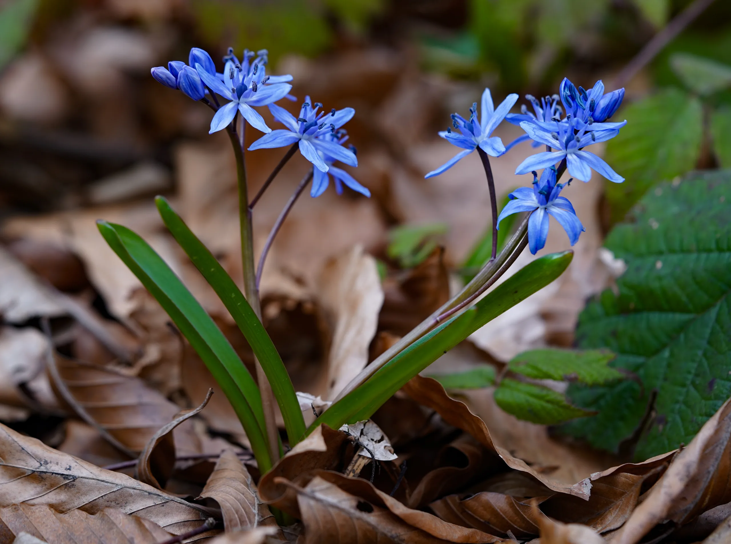 Scilla nivalis