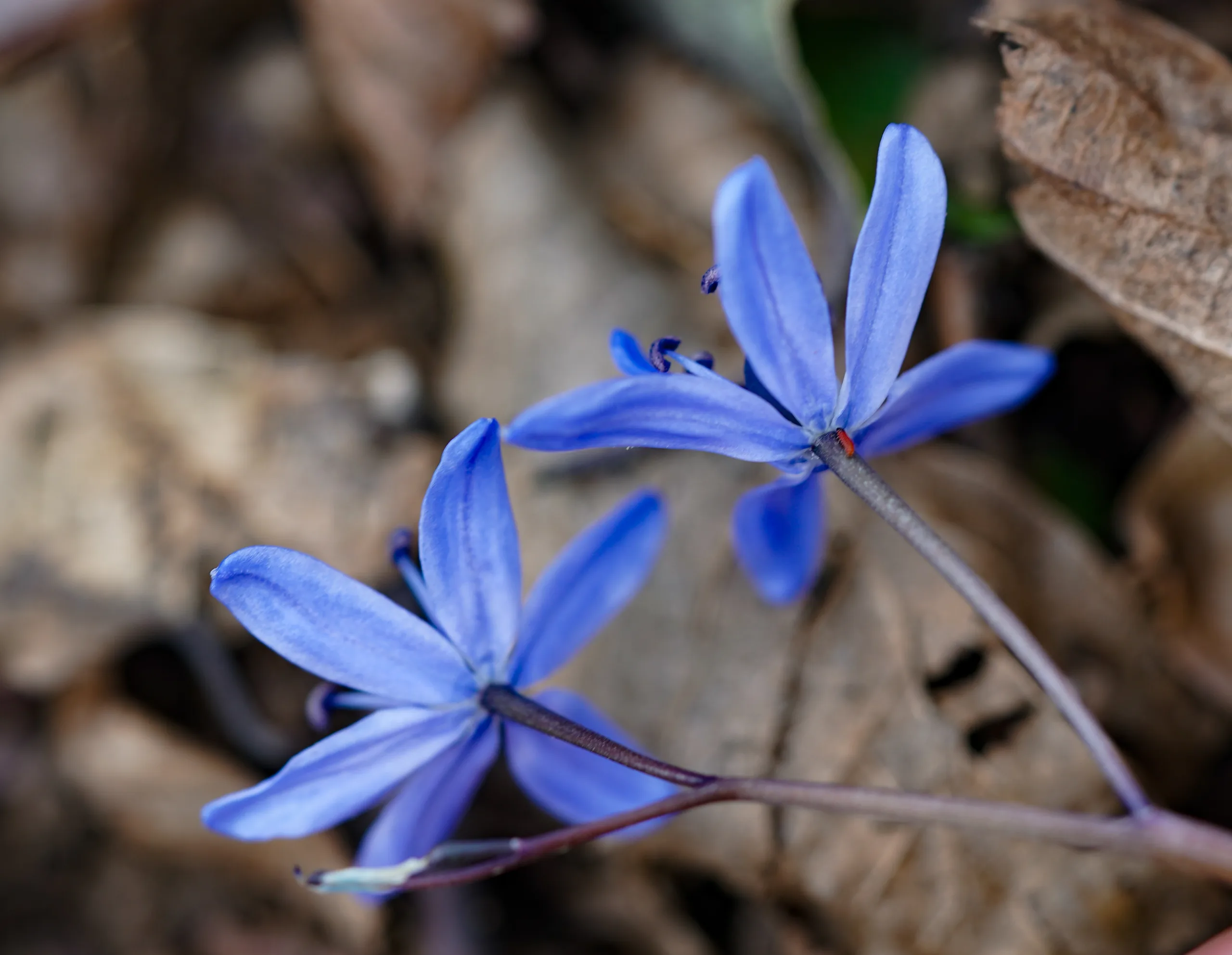 Scilla nivalis