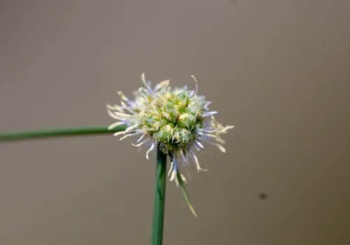 Scirpoides holoschoenus