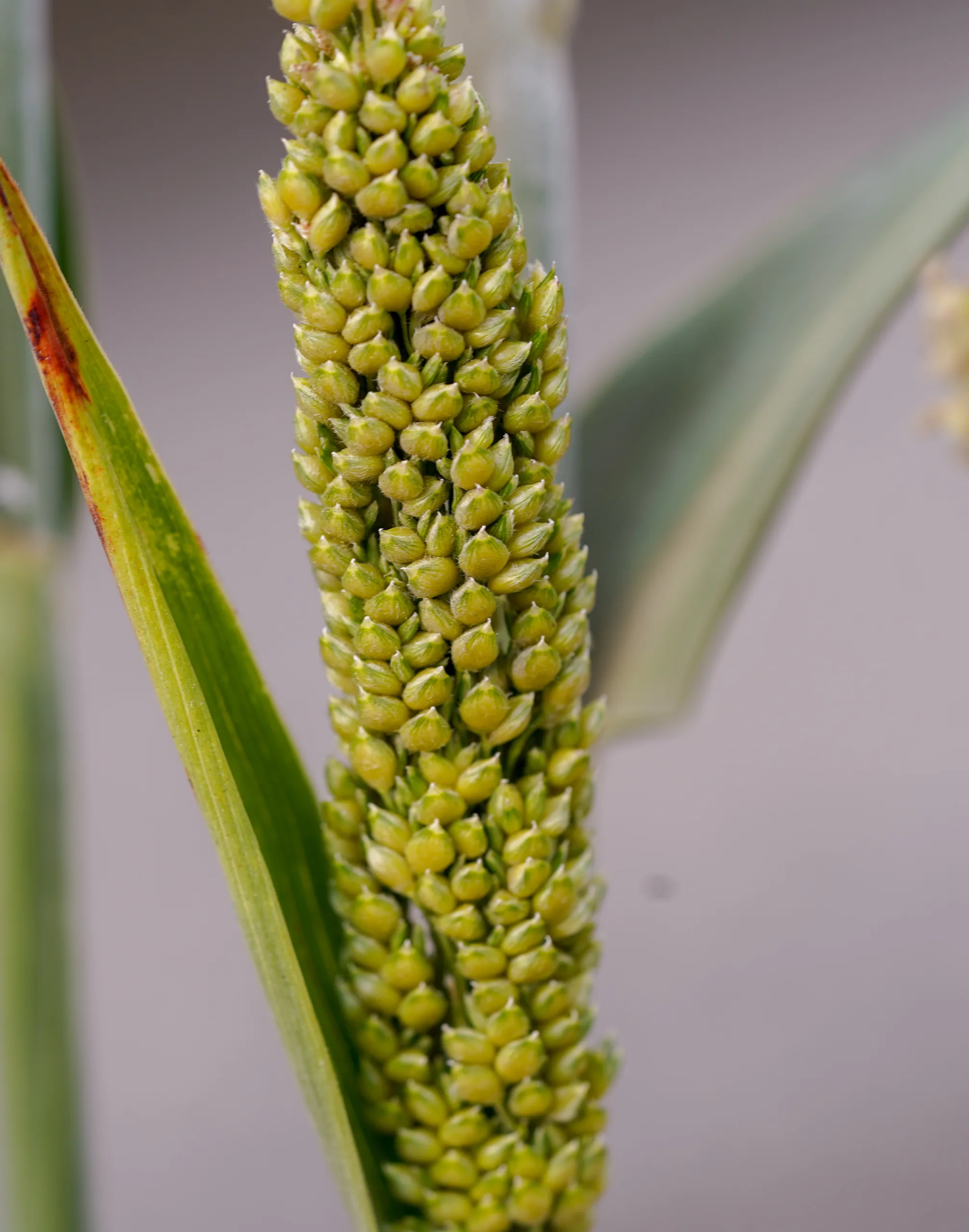 Sorghum bicolor